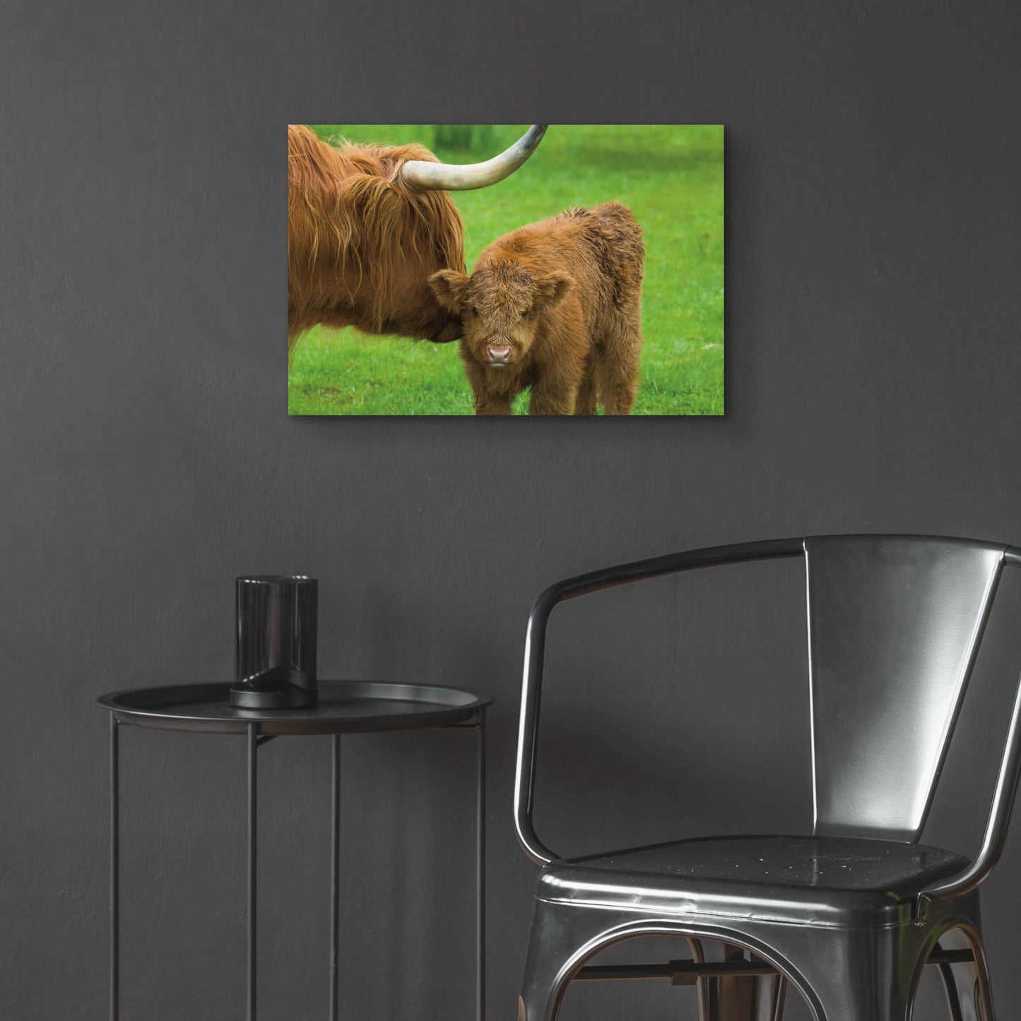 Epic Art 'Scottish Highland Cattle VII' by Alan Majchrowicz, Acrylic Glass Wall Art,24x16