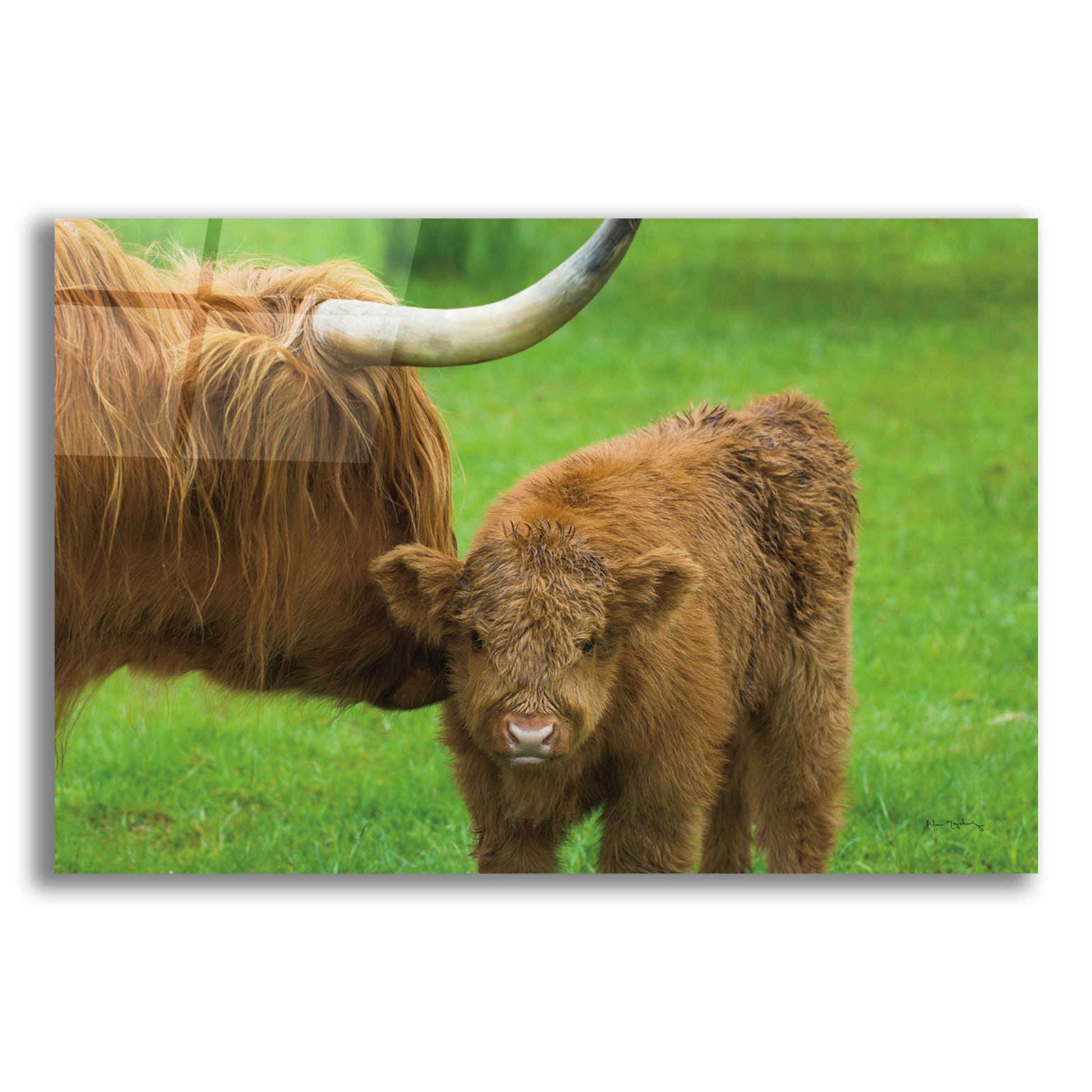 Epic Art 'Scottish Highland Cattle VII' by Alan Majchrowicz, Acrylic Glass Wall Art,24x16