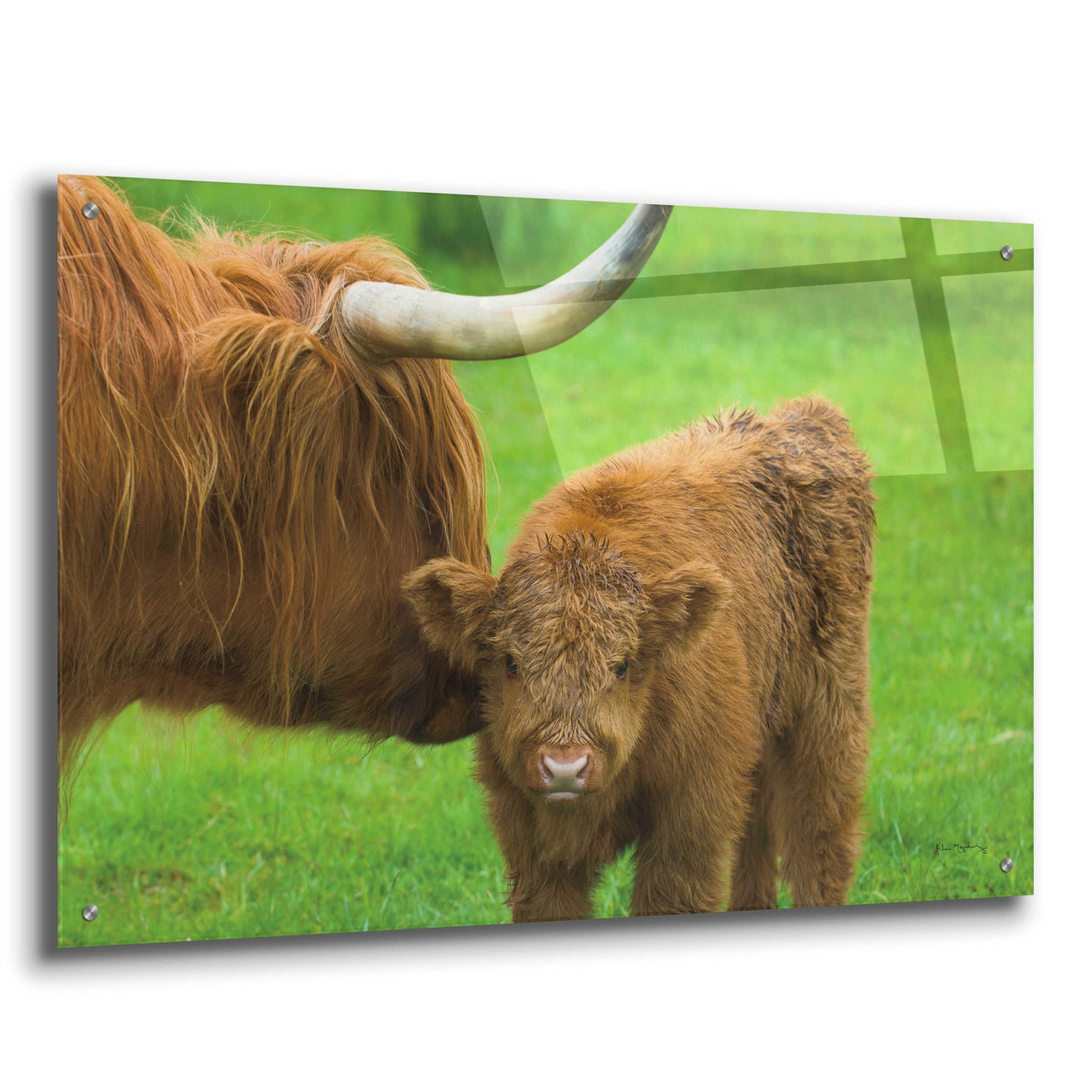 Epic Art 'Scottish Highland Cattle VII' by Alan Majchrowicz, Acrylic Glass Wall Art,36x24