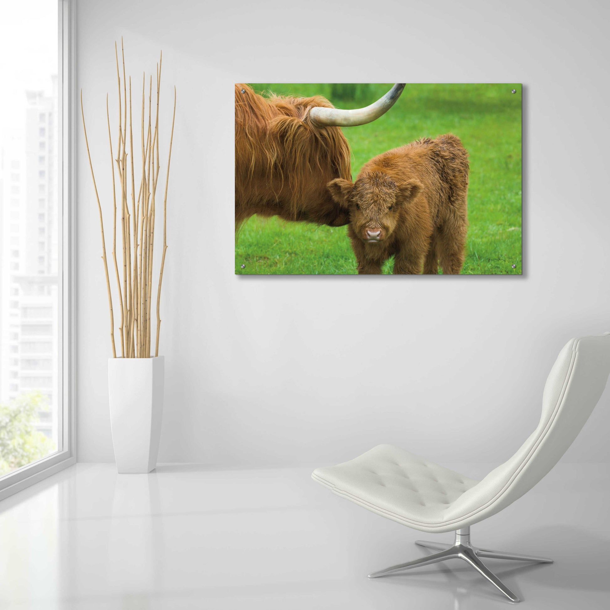 Epic Art 'Scottish Highland Cattle VII' by Alan Majchrowicz, Acrylic Glass Wall Art,36x24