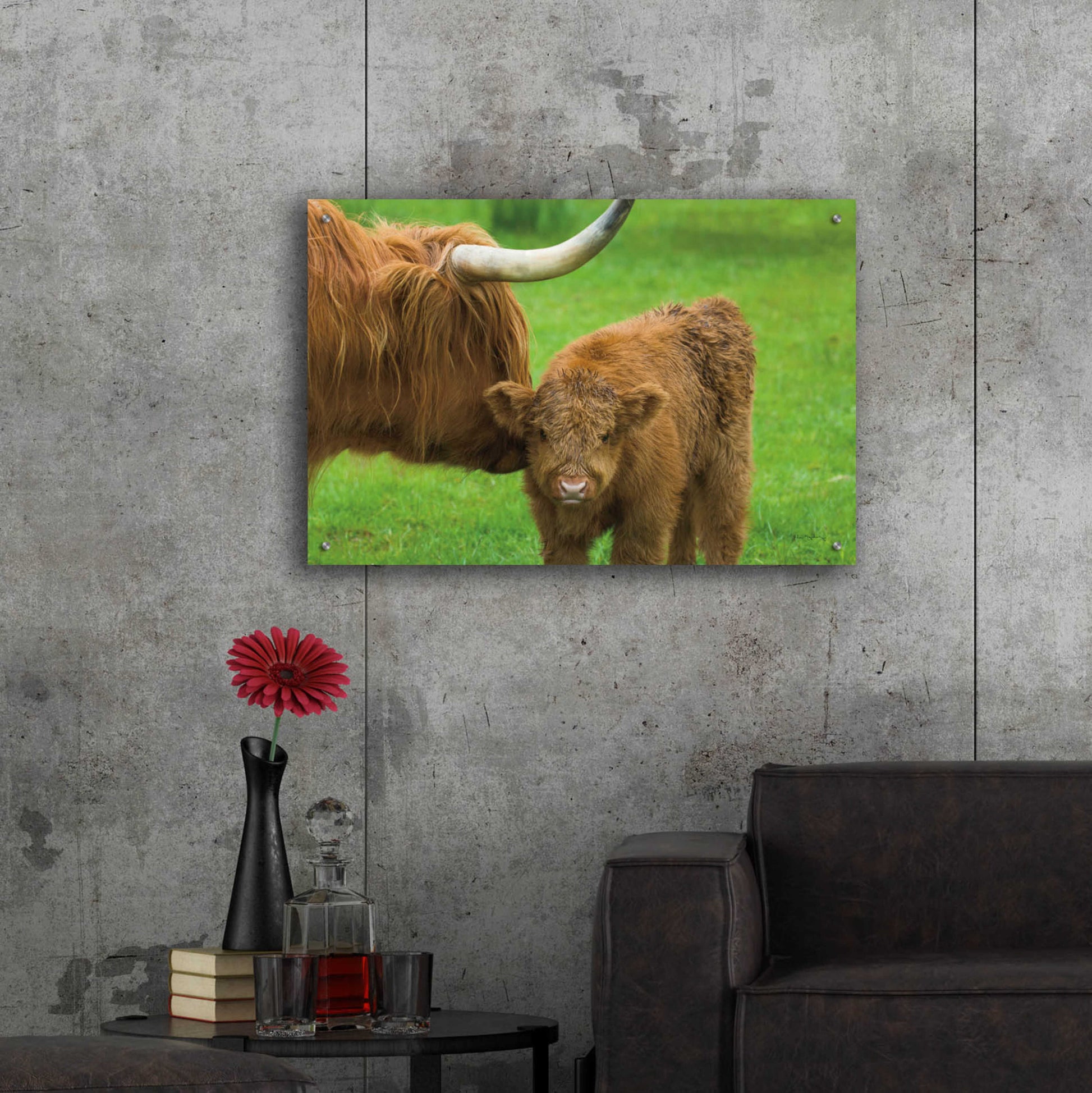 Epic Art 'Scottish Highland Cattle VII' by Alan Majchrowicz, Acrylic Glass Wall Art,36x24