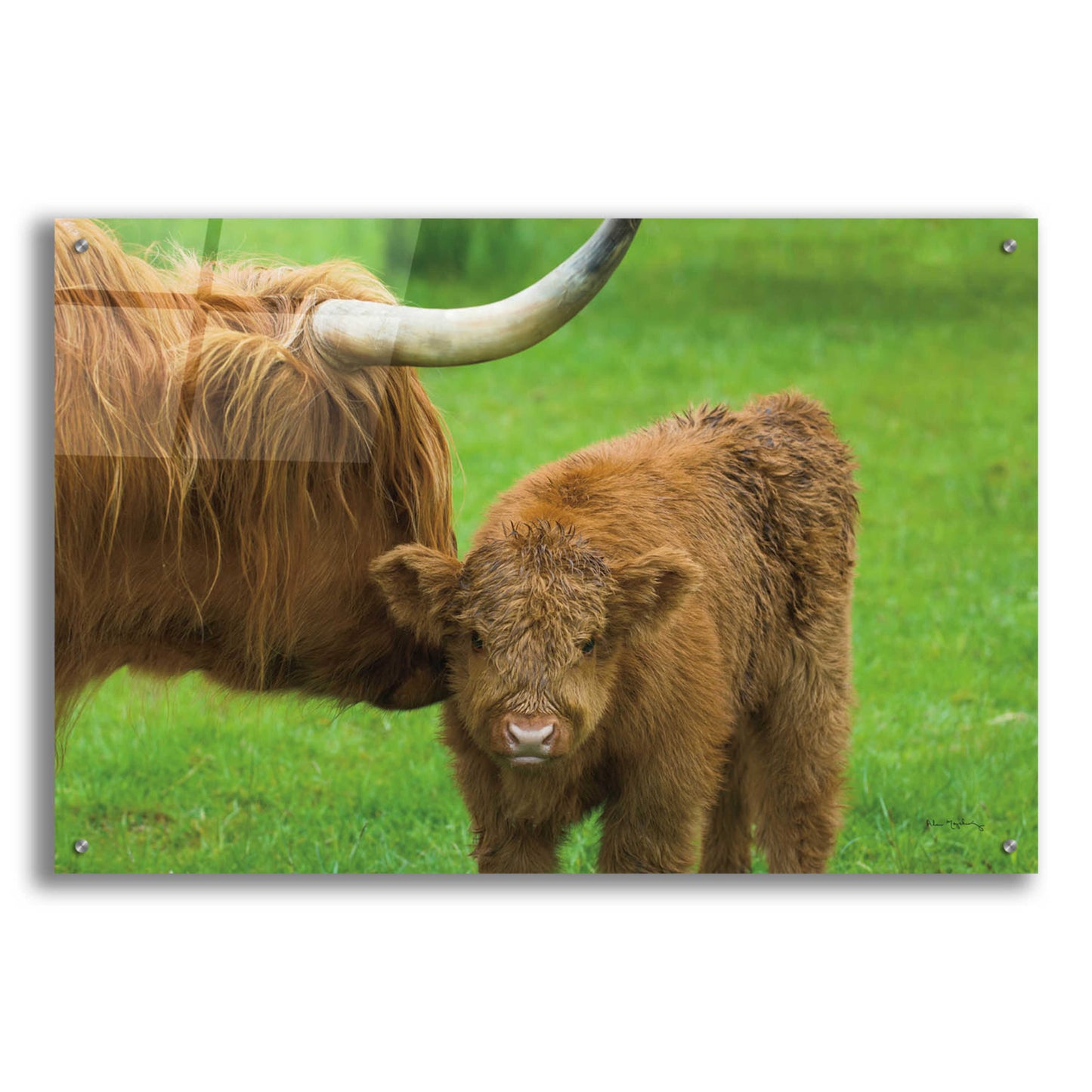 Epic Art 'Scottish Highland Cattle VII' by Alan Majchrowicz, Acrylic Glass Wall Art,36x24