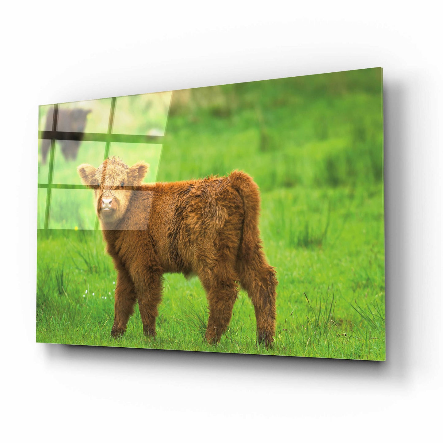 Epic Art 'Scottish Highland Cattle X' by Alan Majchrowicz, Acrylic Glass Wall Art,16x12