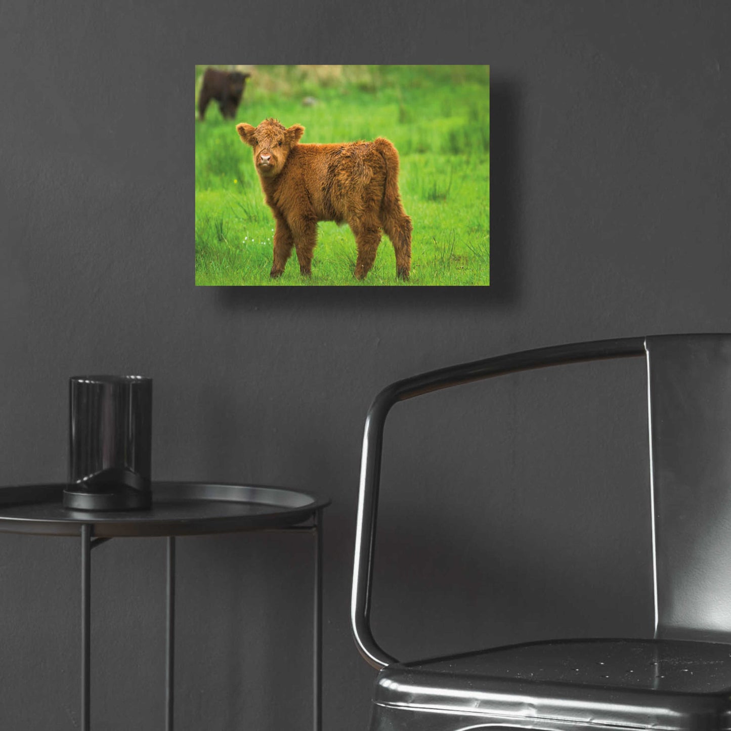 Epic Art 'Scottish Highland Cattle X' by Alan Majchrowicz, Acrylic Glass Wall Art,16x12