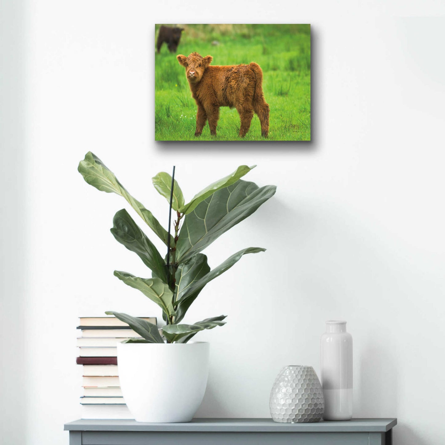 Epic Art 'Scottish Highland Cattle X' by Alan Majchrowicz, Acrylic Glass Wall Art,16x12