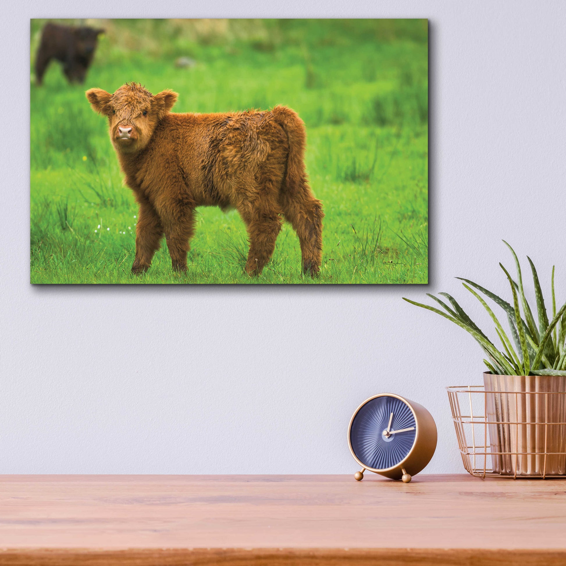 Epic Art 'Scottish Highland Cattle X' by Alan Majchrowicz, Acrylic Glass Wall Art,16x12