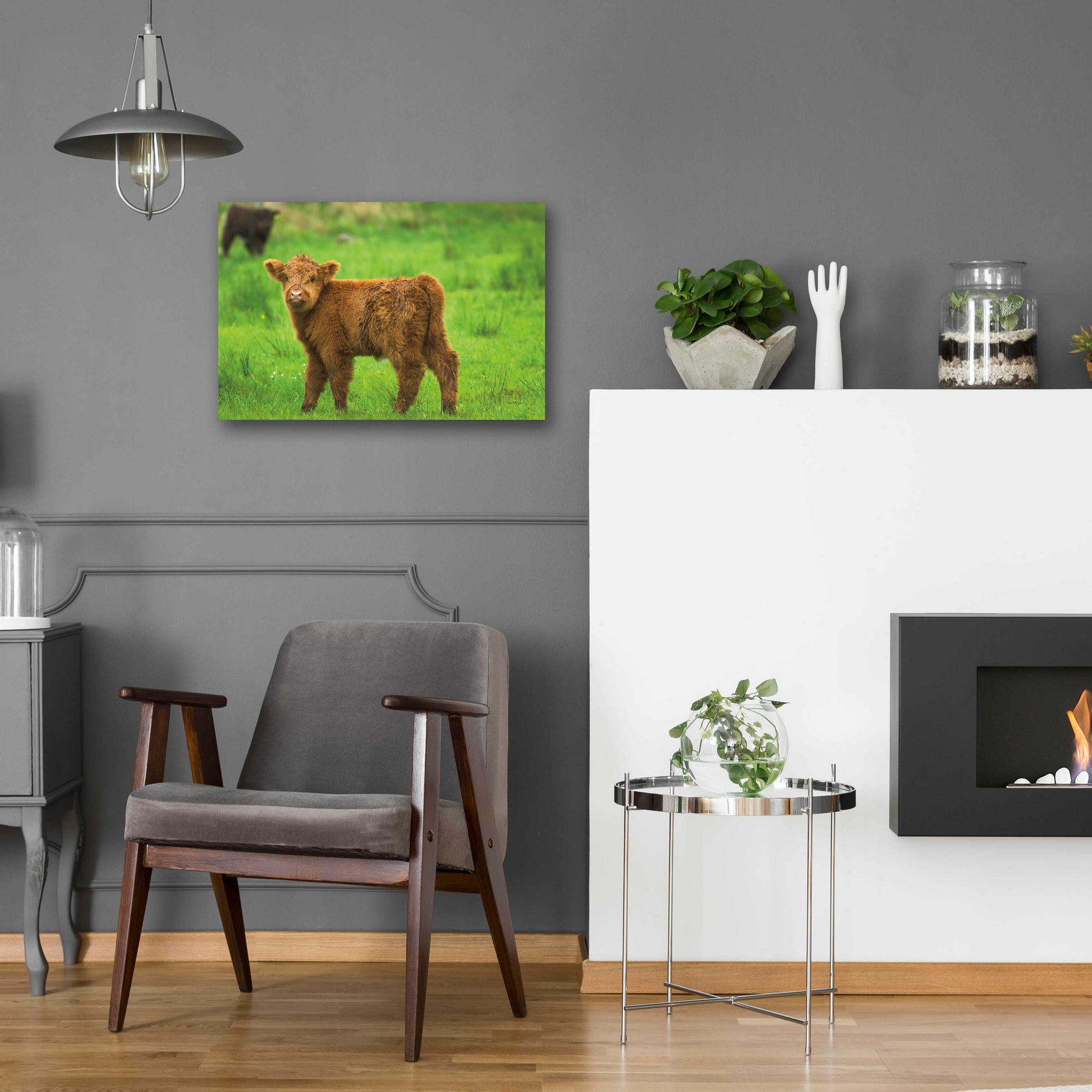 Epic Art 'Scottish Highland Cattle X' by Alan Majchrowicz, Acrylic Glass Wall Art,24x16