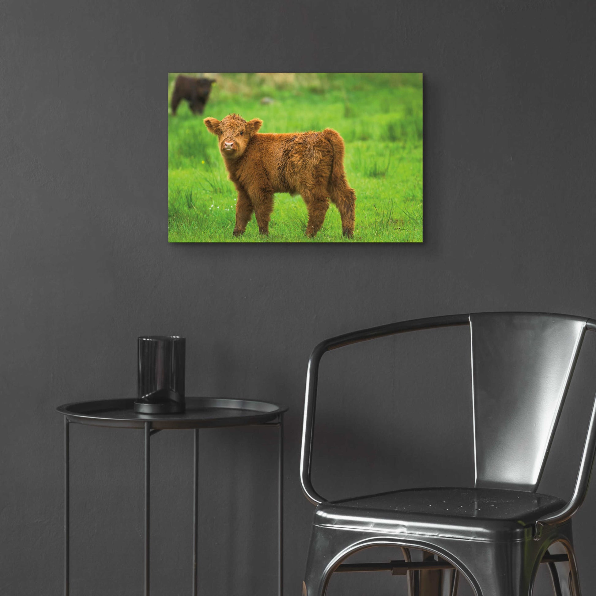 Epic Art 'Scottish Highland Cattle X' by Alan Majchrowicz, Acrylic Glass Wall Art,24x16