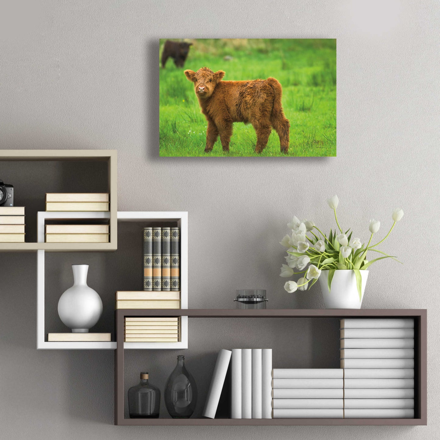 Epic Art 'Scottish Highland Cattle X' by Alan Majchrowicz, Acrylic Glass Wall Art,24x16