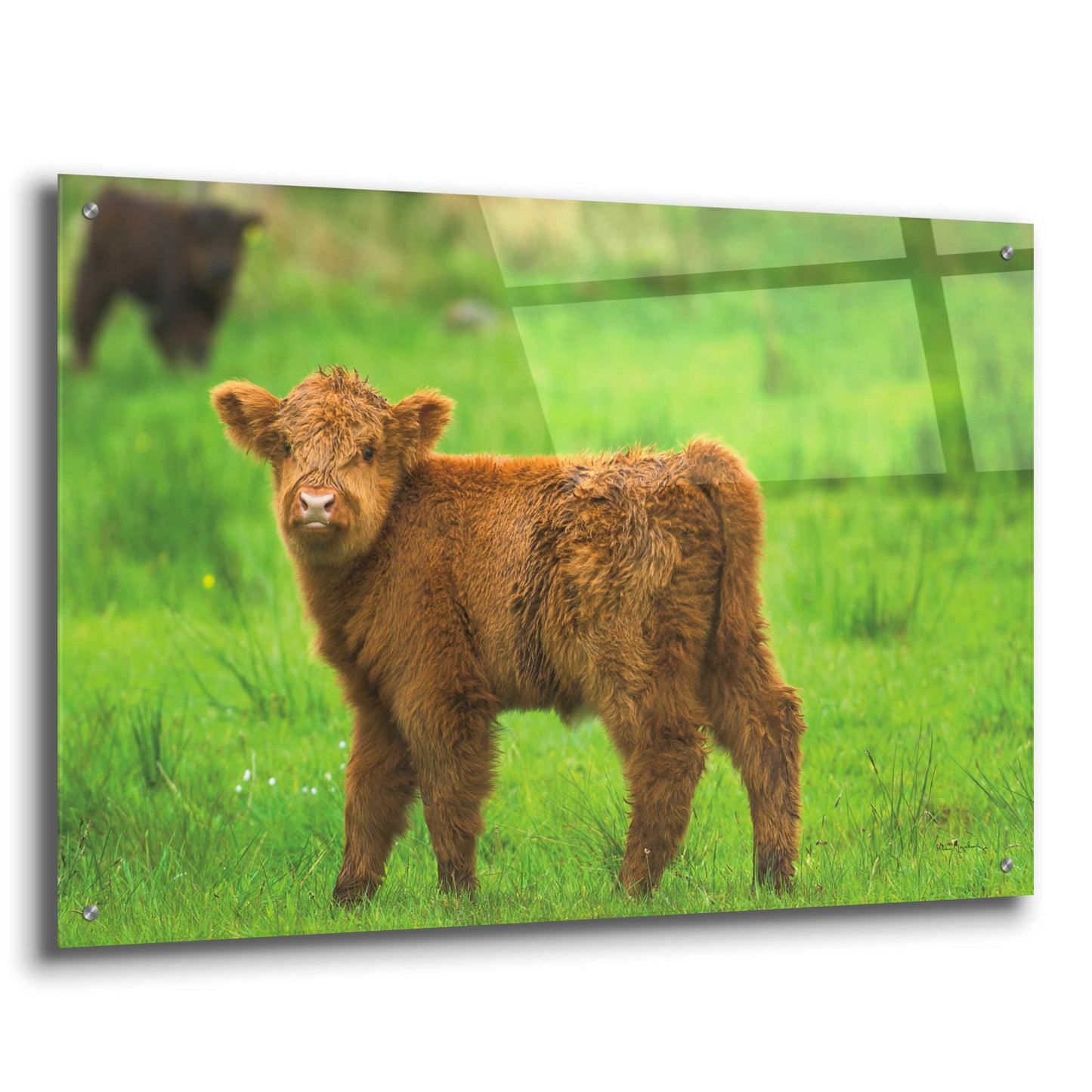 Epic Art 'Scottish Highland Cattle X' by Alan Majchrowicz, Acrylic Glass Wall Art,36x24