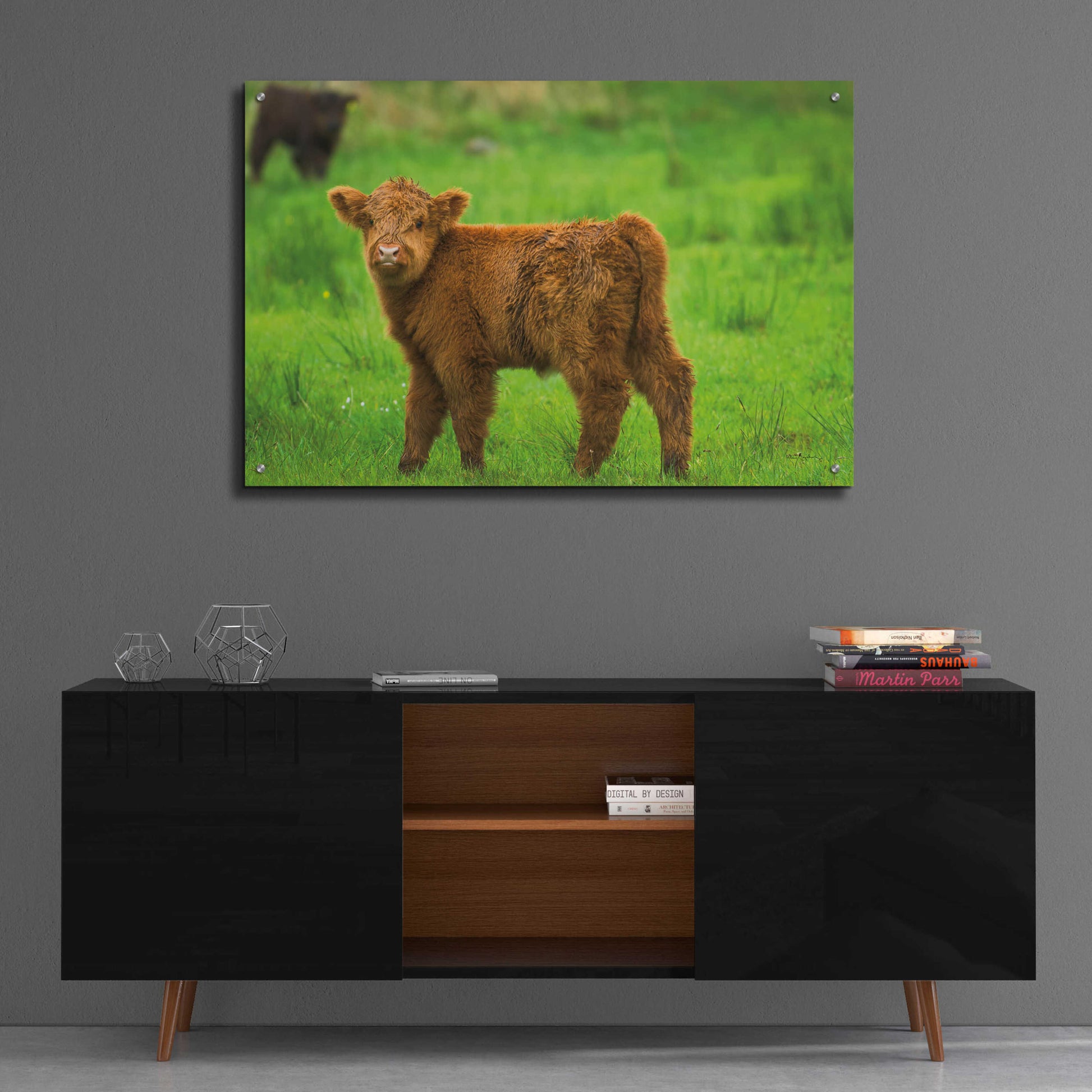 Epic Art 'Scottish Highland Cattle X' by Alan Majchrowicz, Acrylic Glass Wall Art,36x24