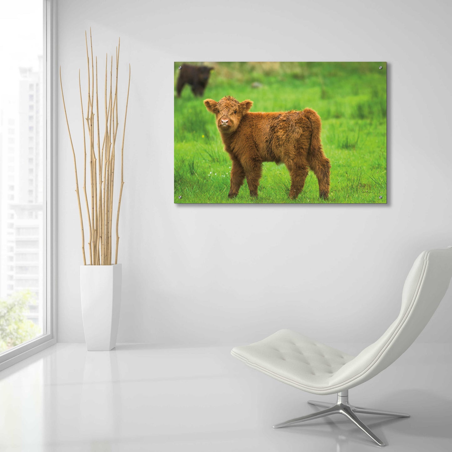 Epic Art 'Scottish Highland Cattle X' by Alan Majchrowicz, Acrylic Glass Wall Art,36x24