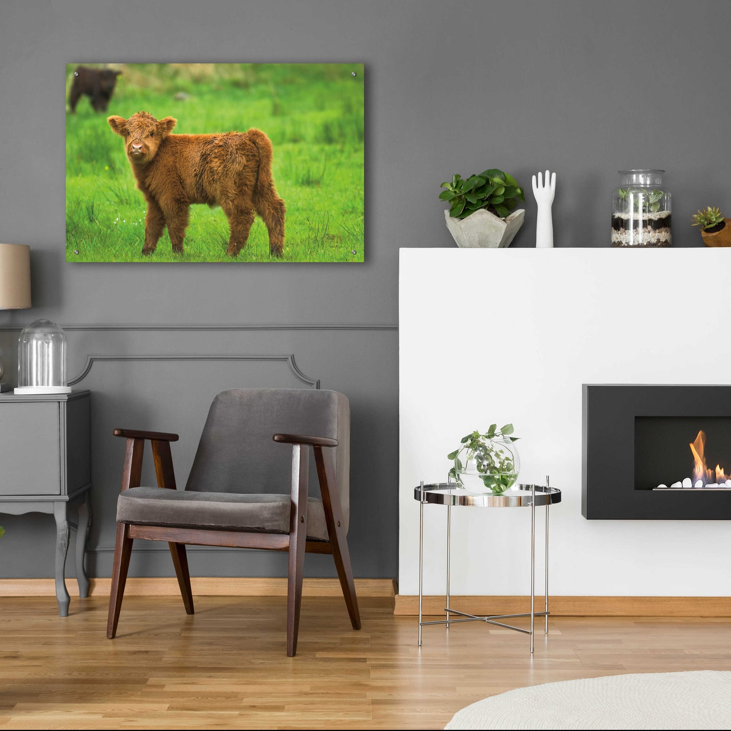 Epic Art 'Scottish Highland Cattle X' by Alan Majchrowicz, Acrylic Glass Wall Art,36x24