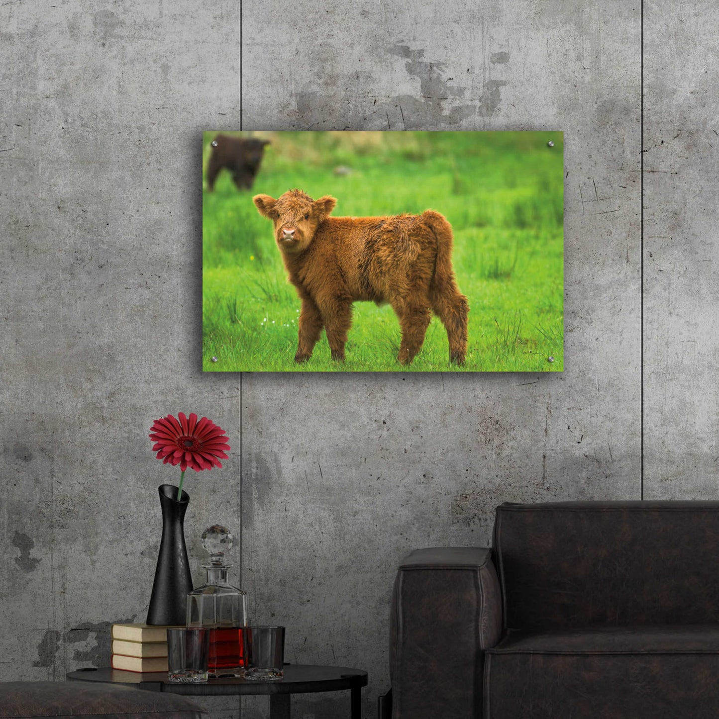 Epic Art 'Scottish Highland Cattle X' by Alan Majchrowicz, Acrylic Glass Wall Art,36x24