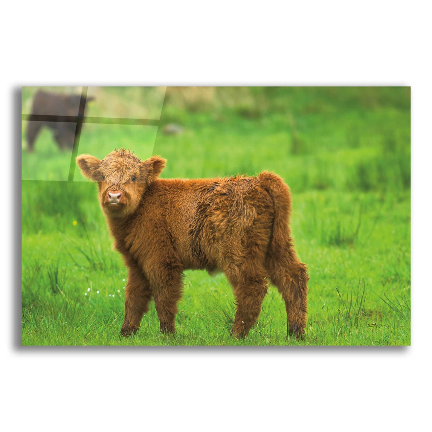 Epic Art 'Scottish Highland Cattle X' by Alan Majchrowicz, Acrylic Glass Wall Art