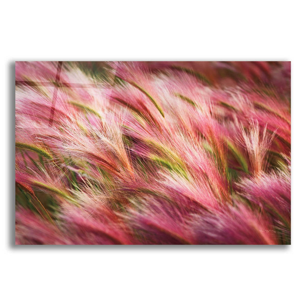 Epic Art 'Foxtail Barley II' by Alan Majchrowicz, Acrylic Glass Wall Art