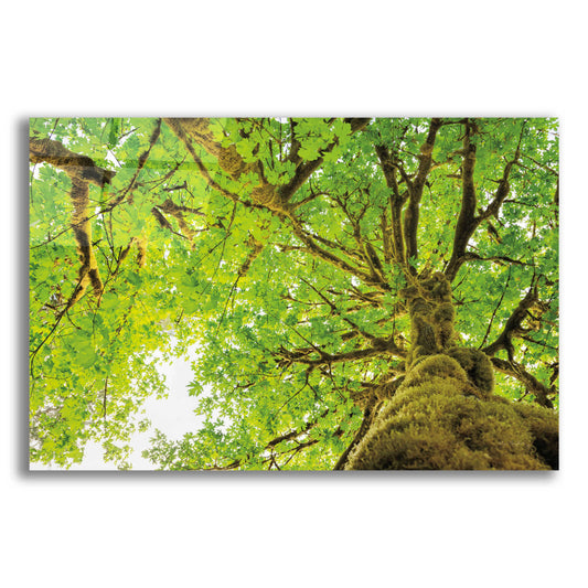 Epic Art 'Big Leaf Maple Trees II' by Alan Majchrowicz, Acrylic Glass Wall Art