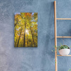 Epic Art 'Autumn Foliage Sunburst III' by Alan Majchrowicz, Acrylic Glass Wall Art,16x24