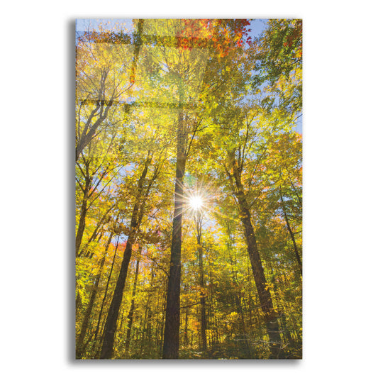 Epic Art 'Autumn Foliage Sunburst III' by Alan Majchrowicz, Acrylic Glass Wall Art