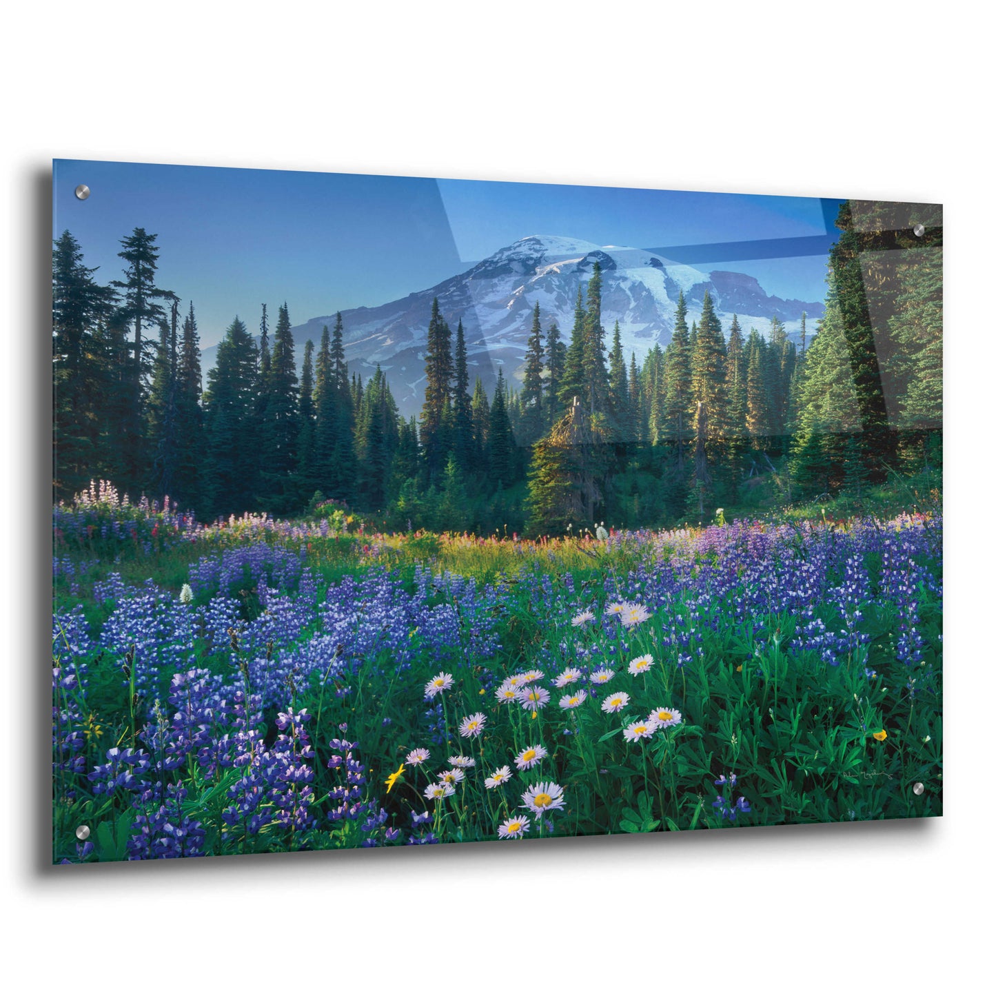 Epic Art 'Mount Rainier' by Alan Majchrowicz, Acrylic Glass Wall Art,36x24