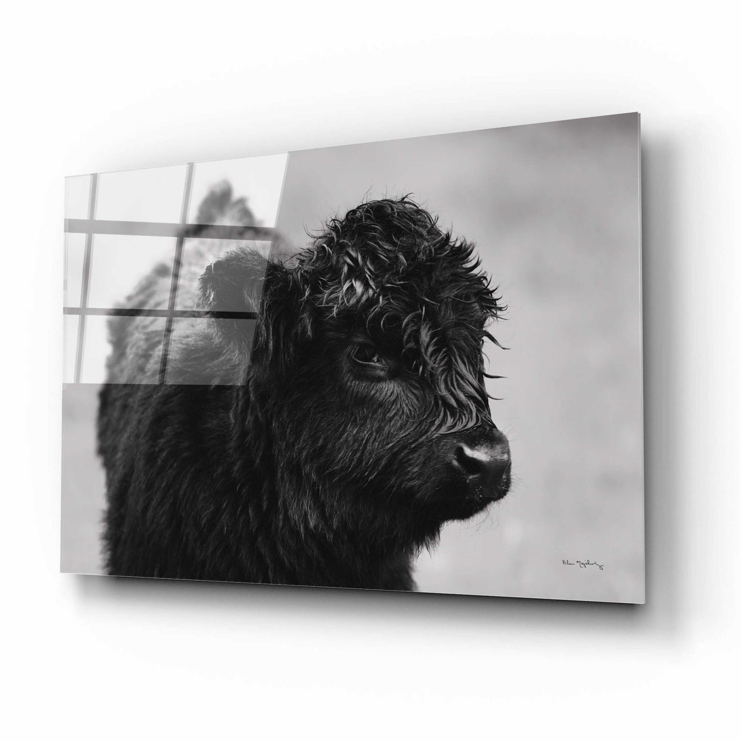 Epic Art 'Scottish Highland Cattle XI BW' by Alan Majchrowicz, Acrylic Glass Wall Art,16x12