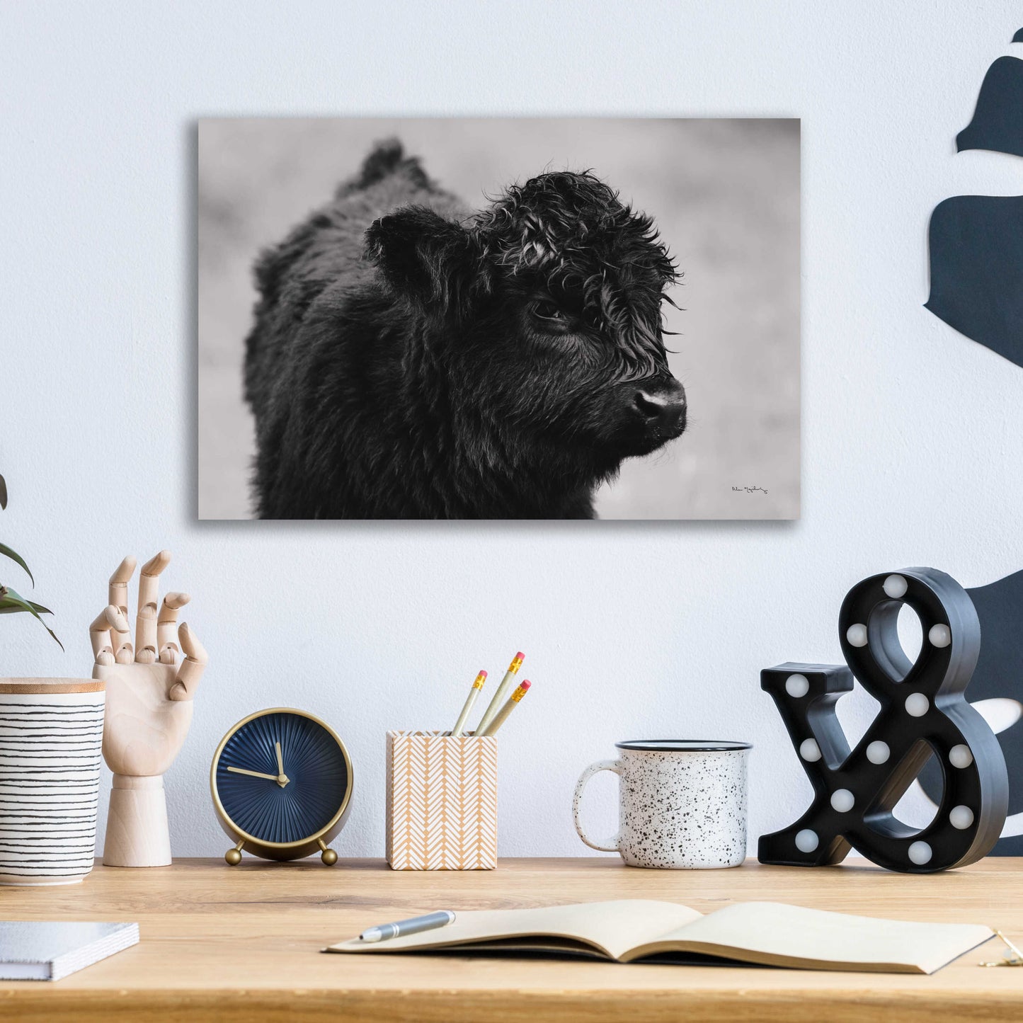 Epic Art 'Scottish Highland Cattle XI BW' by Alan Majchrowicz, Acrylic Glass Wall Art,16x12