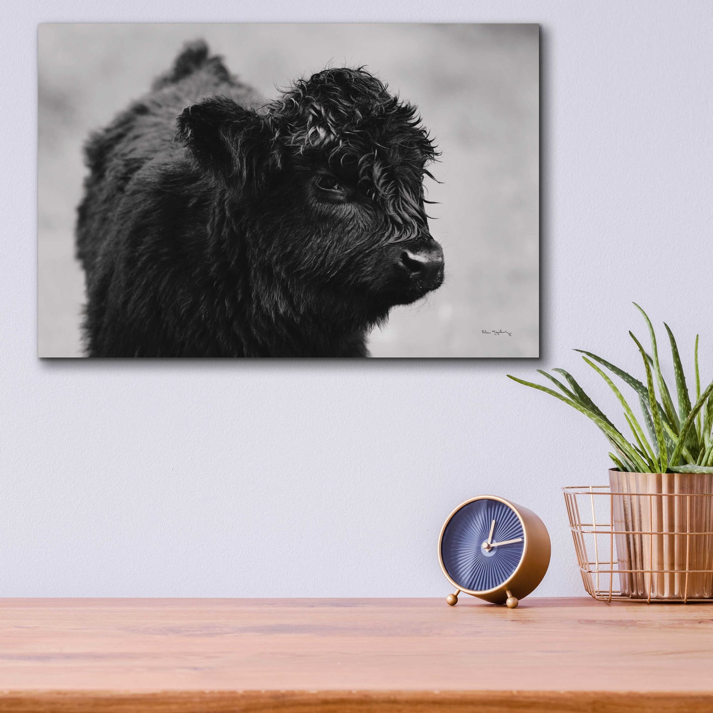 Epic Art 'Scottish Highland Cattle XI BW' by Alan Majchrowicz, Acrylic Glass Wall Art,16x12