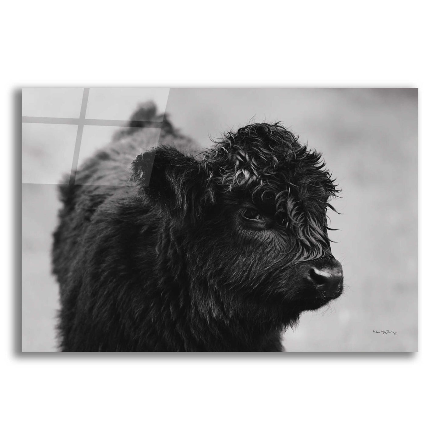 Epic Art 'Scottish Highland Cattle XI BW' by Alan Majchrowicz, Acrylic Glass Wall Art,16x12