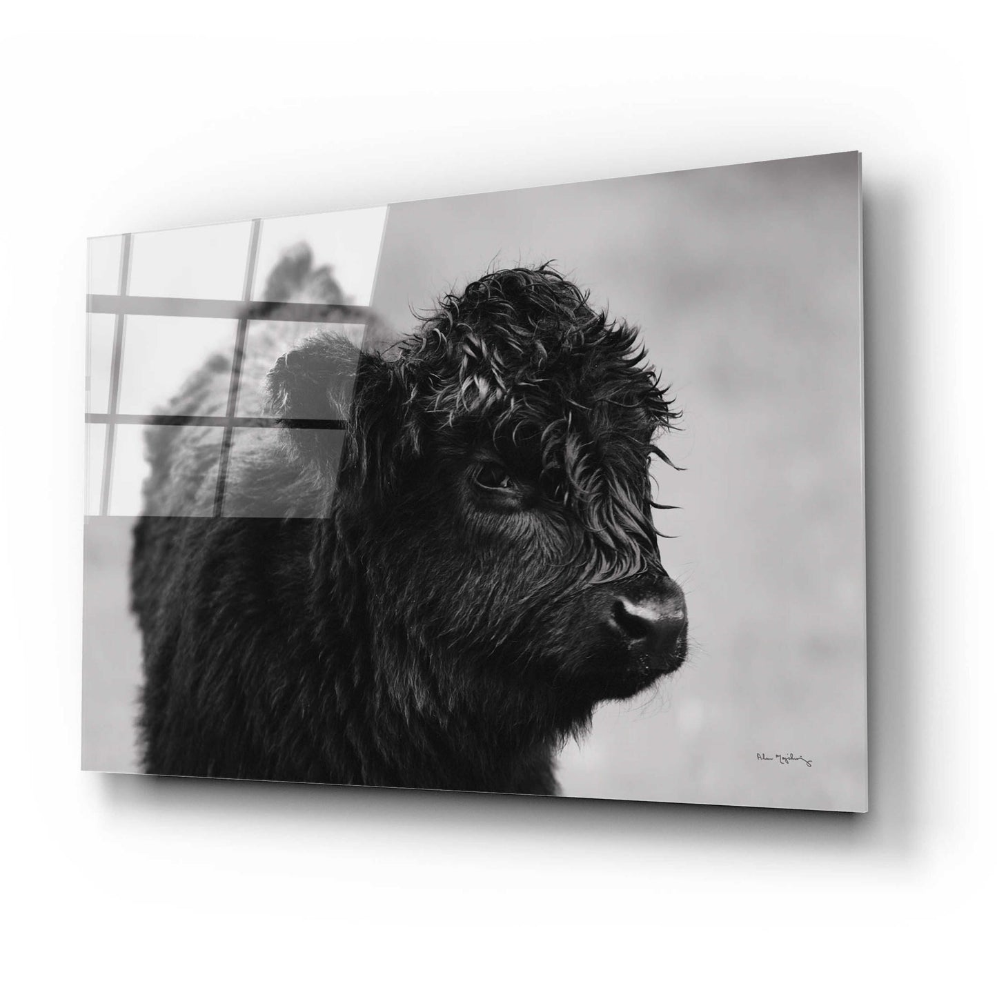 Epic Art 'Scottish Highland Cattle XI BW' by Alan Majchrowicz, Acrylic Glass Wall Art,24x16