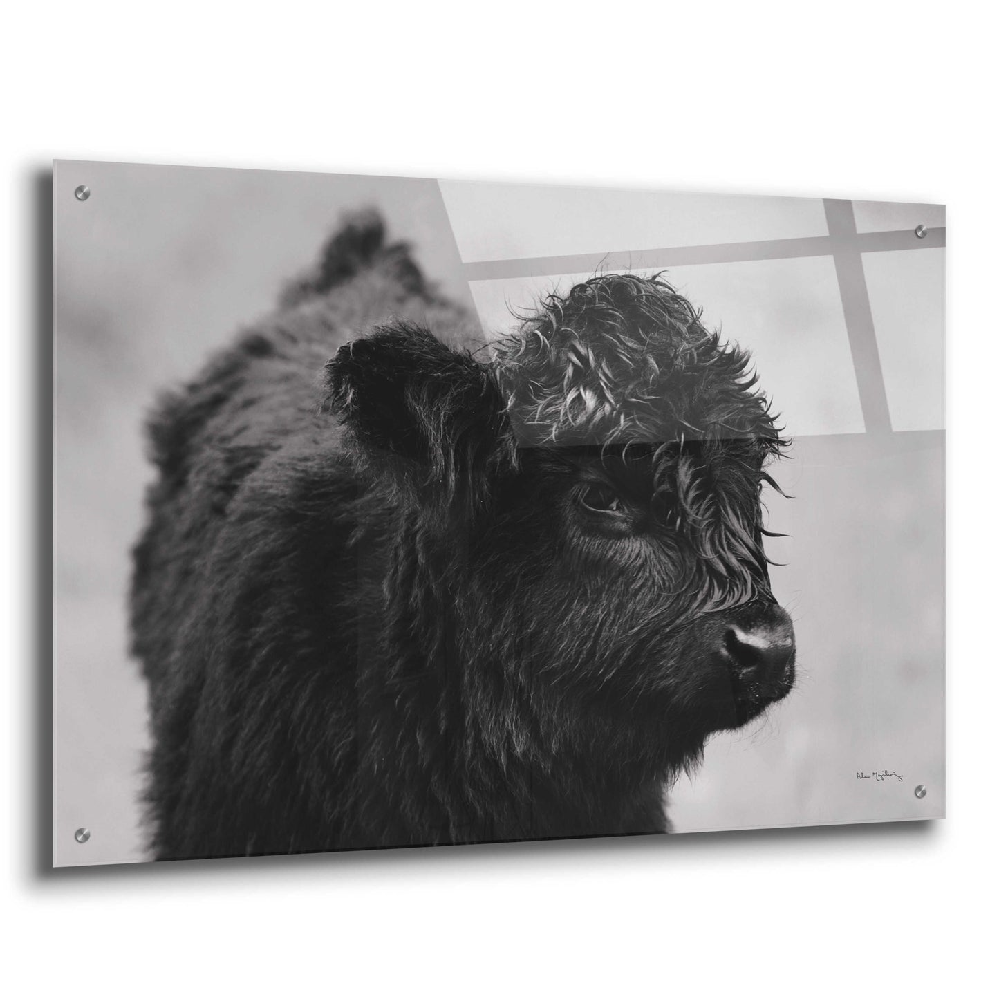 Epic Art 'Scottish Highland Cattle XI BW' by Alan Majchrowicz, Acrylic Glass Wall Art,36x24