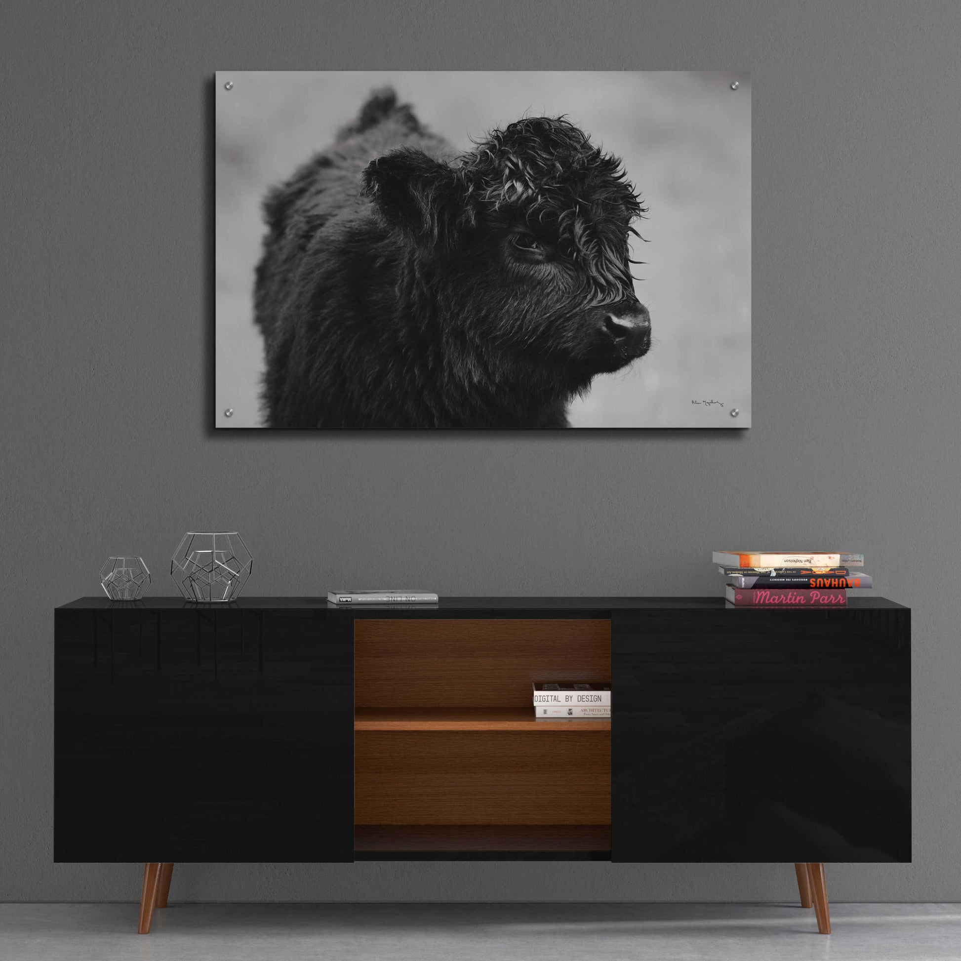 Epic Art 'Scottish Highland Cattle XI BW' by Alan Majchrowicz, Acrylic Glass Wall Art,36x24