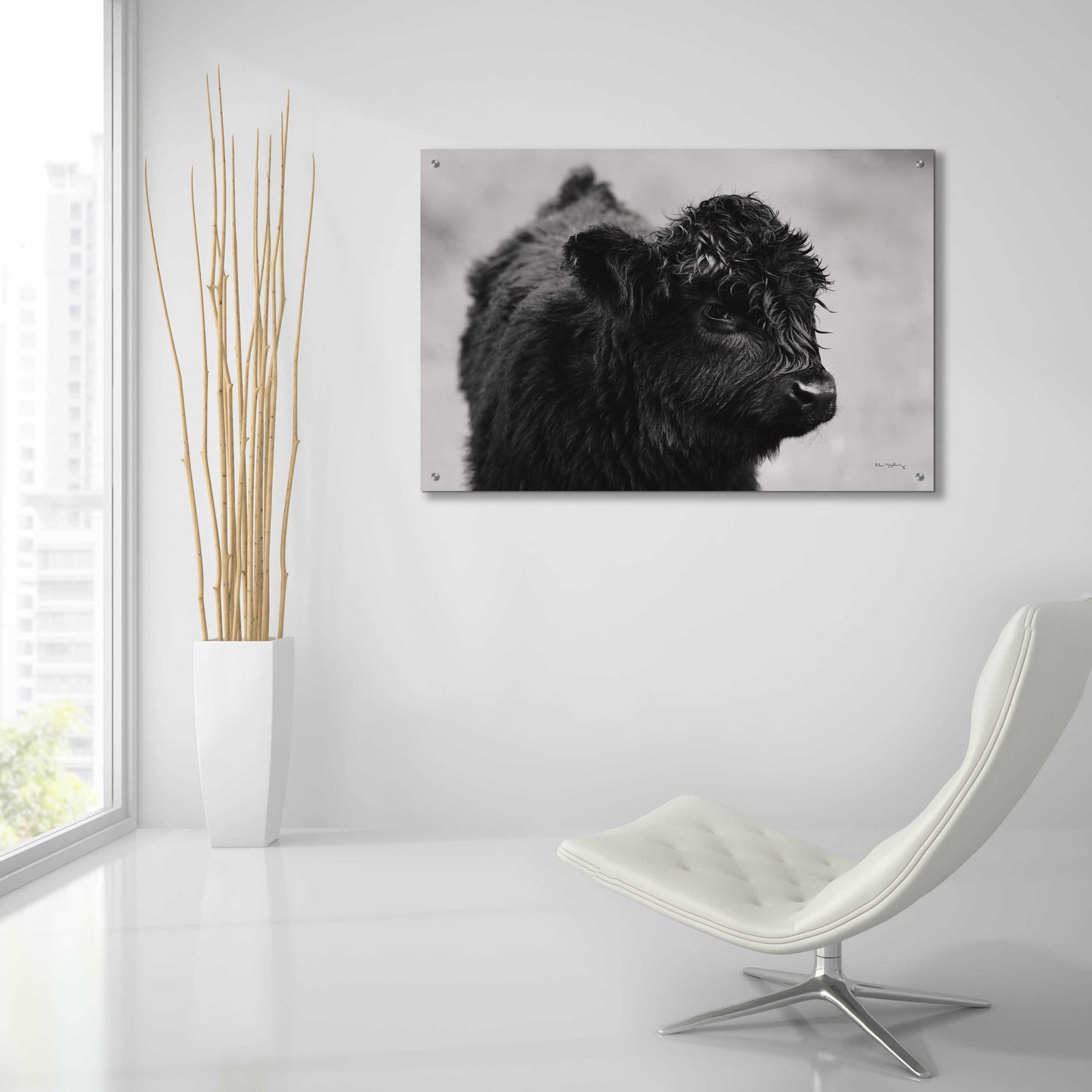 Epic Art 'Scottish Highland Cattle XI BW' by Alan Majchrowicz, Acrylic Glass Wall Art,36x24