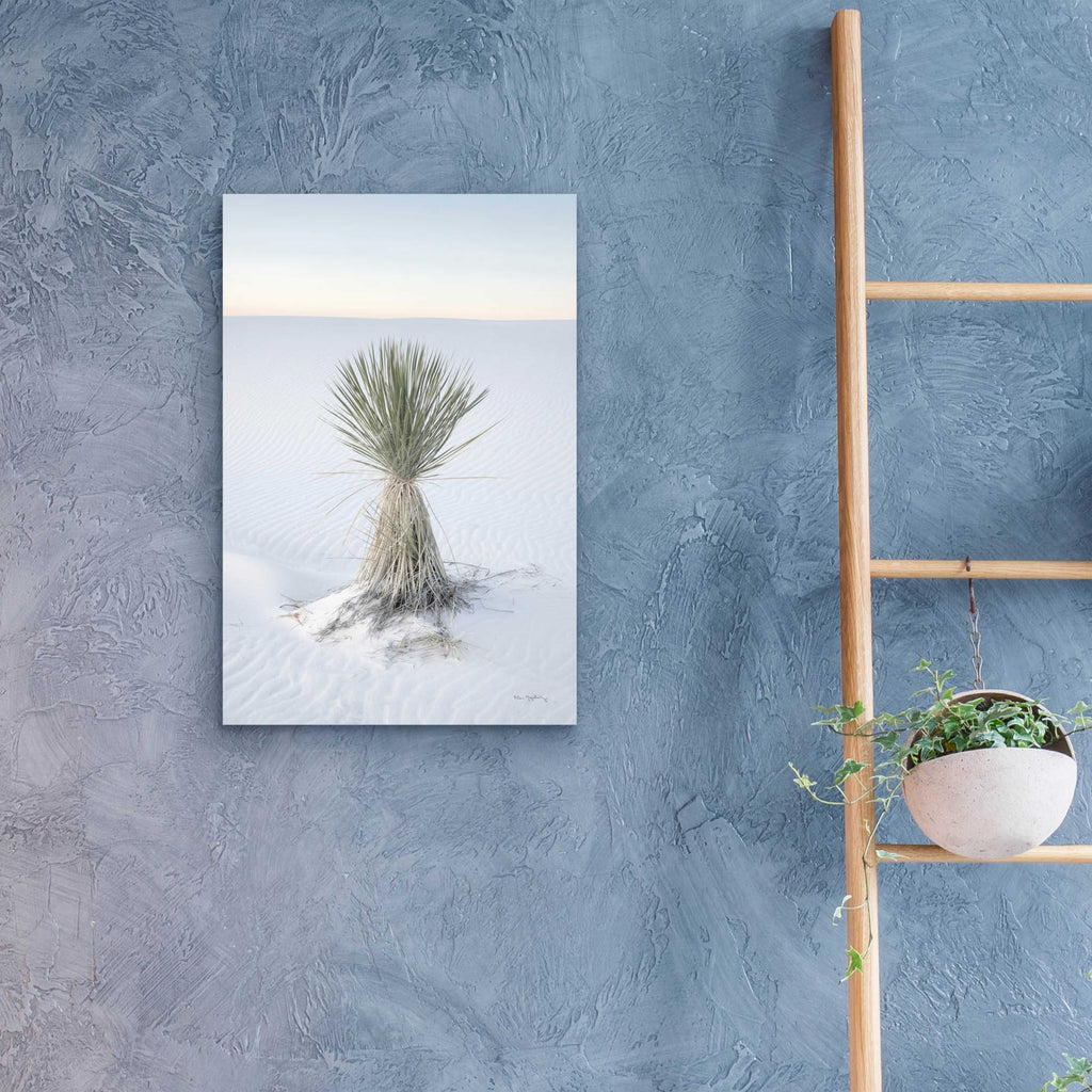 Epic Art 'Yucca in White Sands National Monument' by Alan Majchrowicz, Acrylic Glass Wall Art,16x24