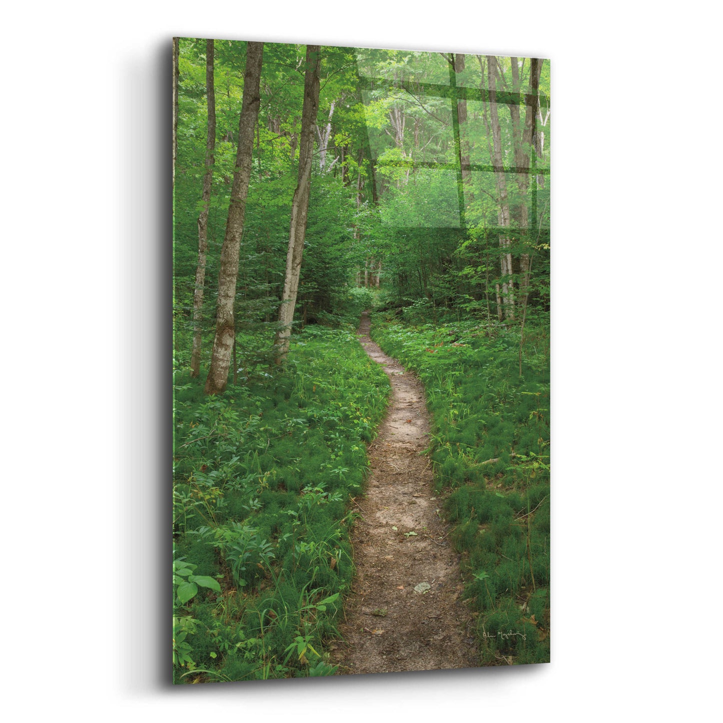 Epic Art 'North Country Trail' by Alan Majchrowicz, Acrylic Glass Wall Art,12x16