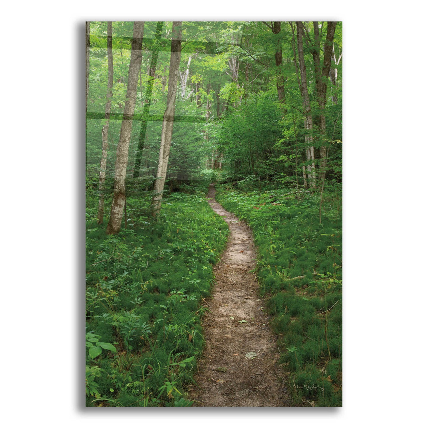 Epic Art 'North Country Trail' by Alan Majchrowicz, Acrylic Glass Wall Art,12x16