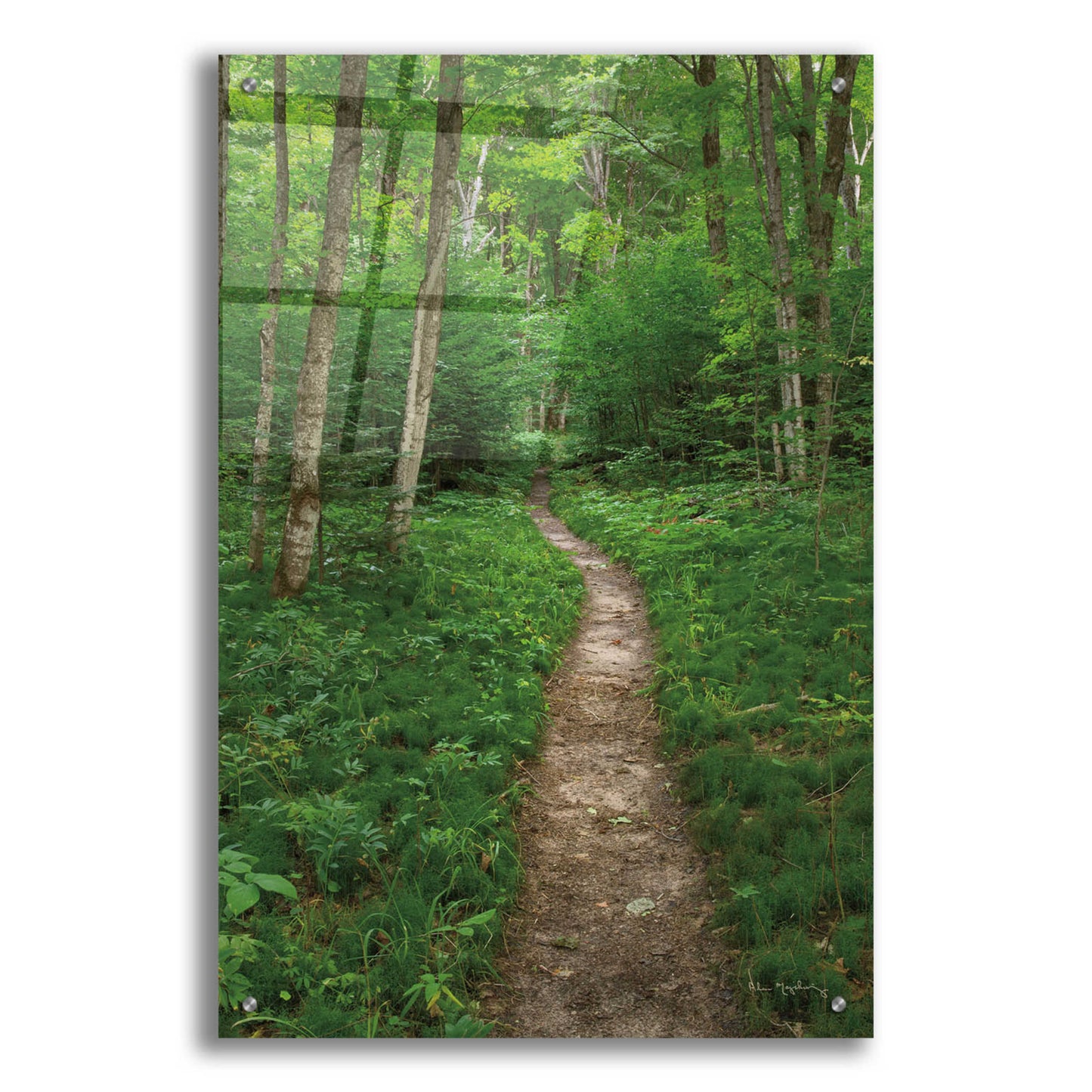 Epic Art 'North Country Trail' by Alan Majchrowicz, Acrylic Glass Wall Art,24x36