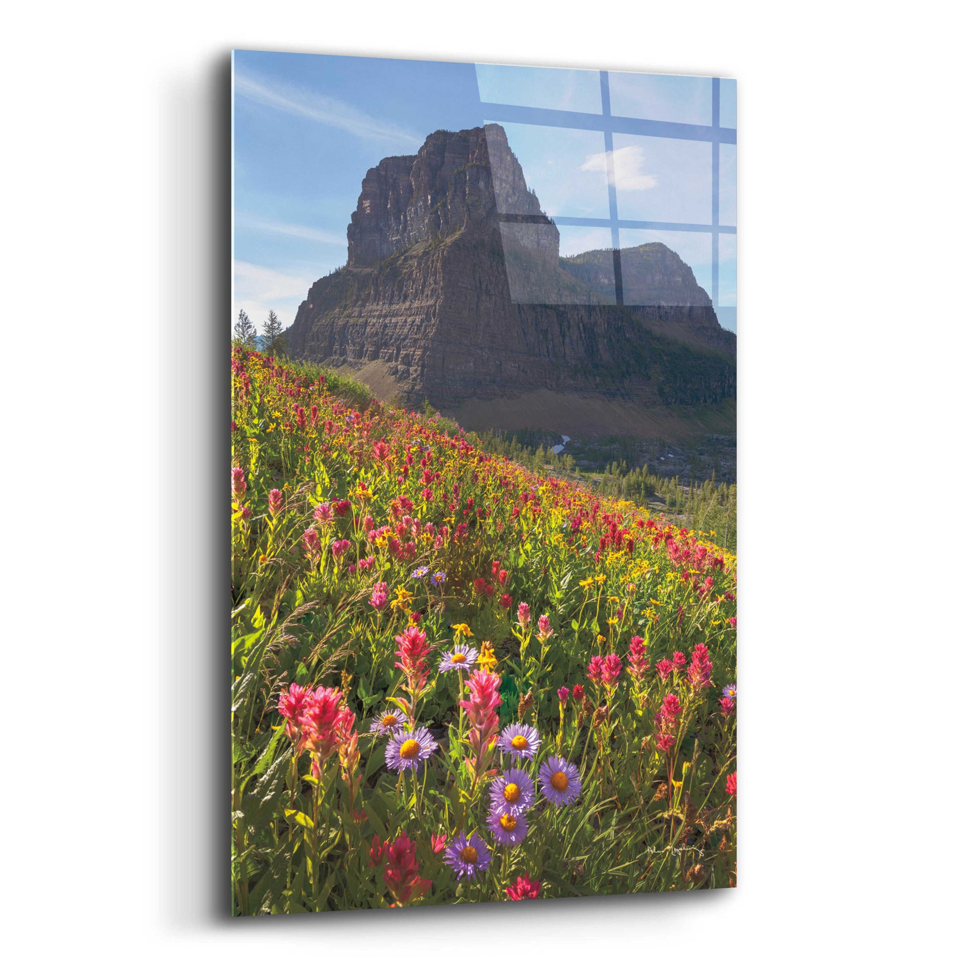 Epic Art 'Boulder Pass Wildflowers' by Alan Majchrowicz, Acrylic Glass Wall Art,12x16