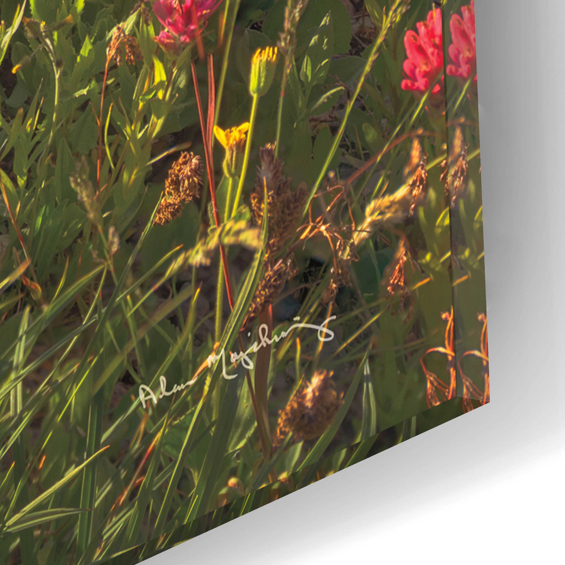 Epic Art 'Boulder Pass Wildflowers' by Alan Majchrowicz, Acrylic Glass Wall Art,12x16