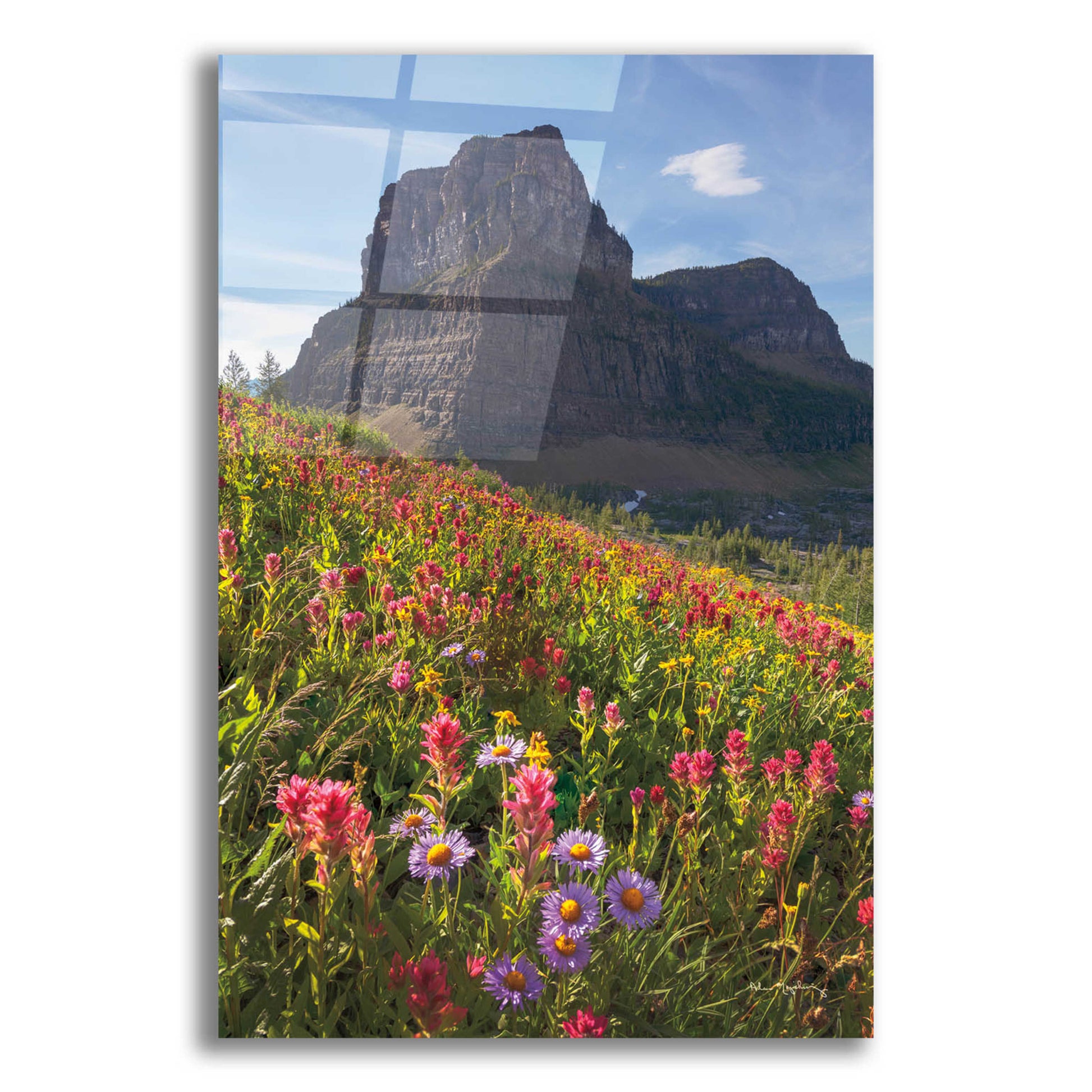 Epic Art 'Boulder Pass Wildflowers' by Alan Majchrowicz, Acrylic Glass Wall Art,12x16