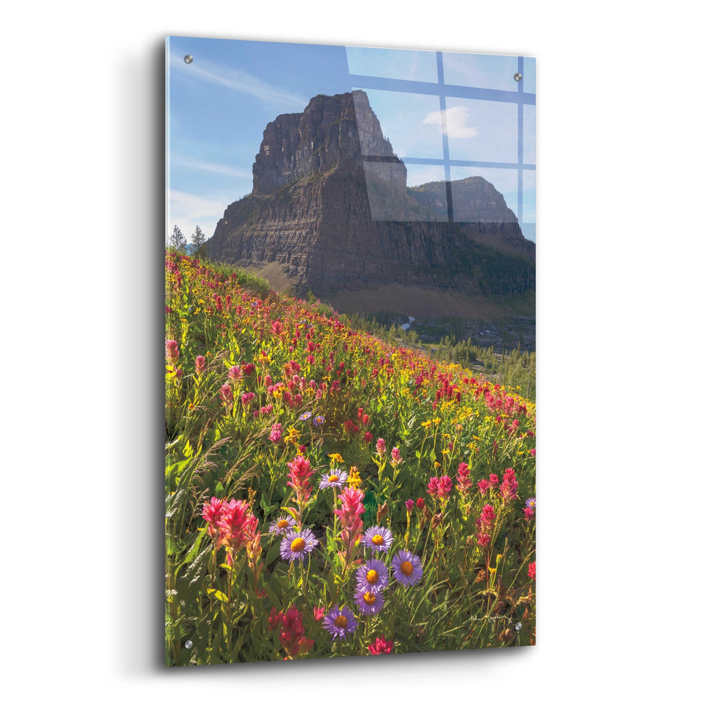 Epic Art 'Boulder Pass Wildflowers' by Alan Majchrowicz, Acrylic Glass Wall Art,24x36