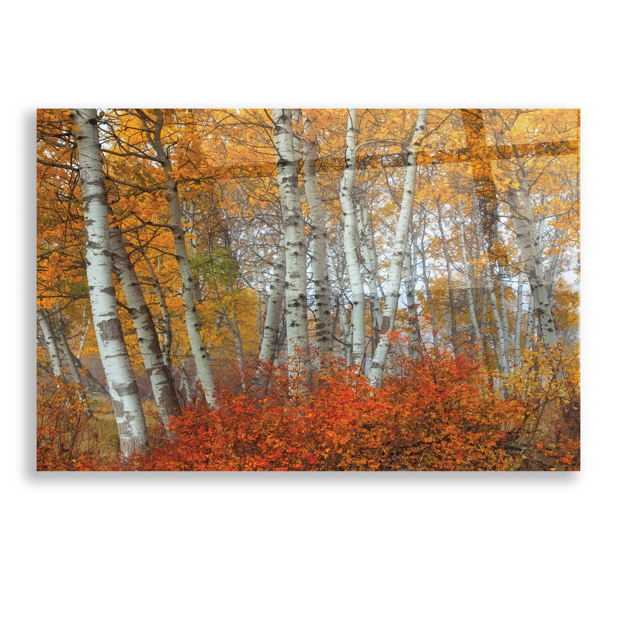 Epic Art 'Morning Aspens' by Jesse Estes, Acrylic Glass Wall Art