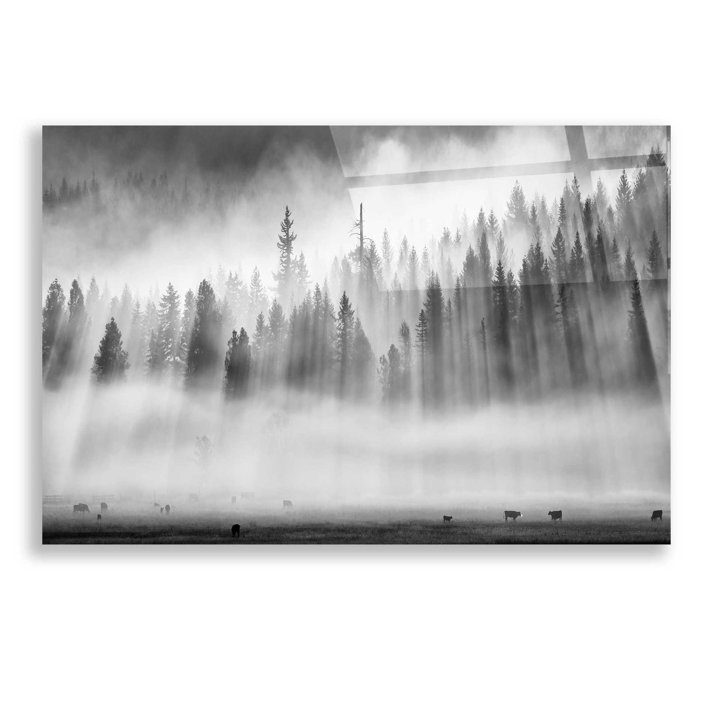 Epic Art 'Roaming In The Mist' by Jesse Estes, Acrylic Glass Wall Art,24x16