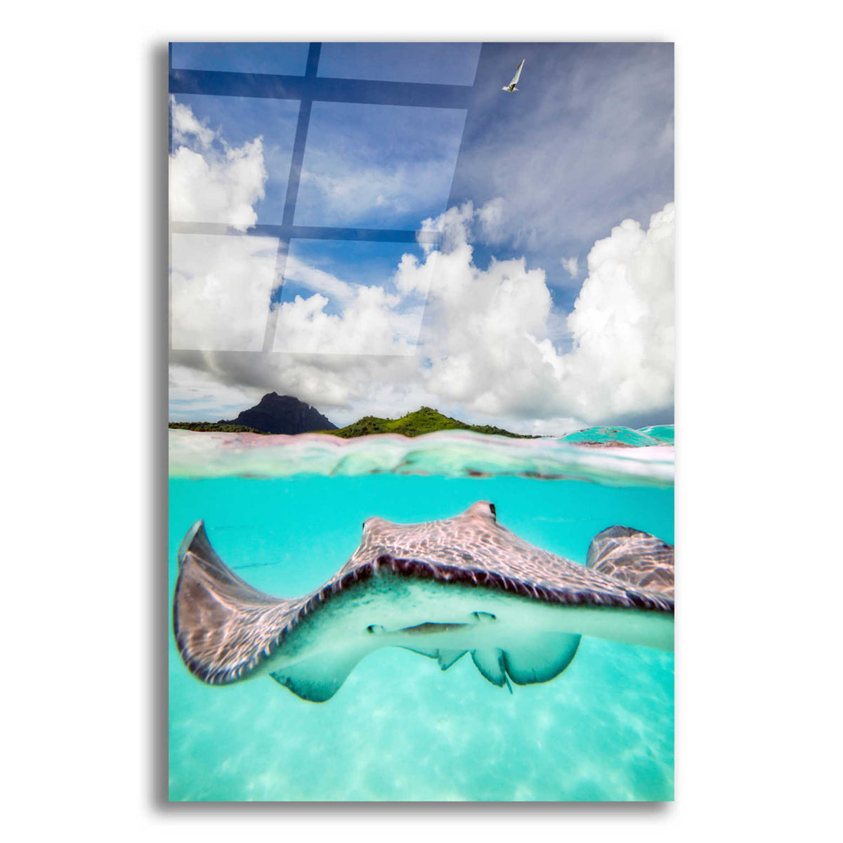 Epic Art 'Stingray' by Jesse Estes, Acrylic Glass Wall Art