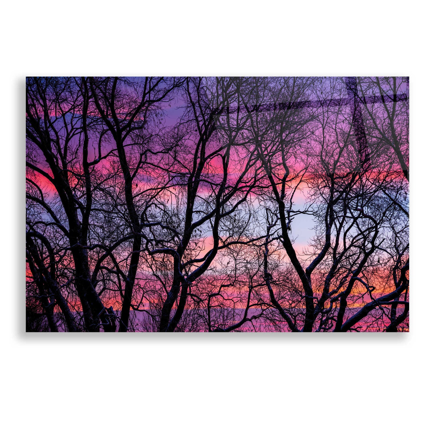Epic Art 'Sunrise in the Trees' by Darren White, Acrylic Glass Wall Art,24x16