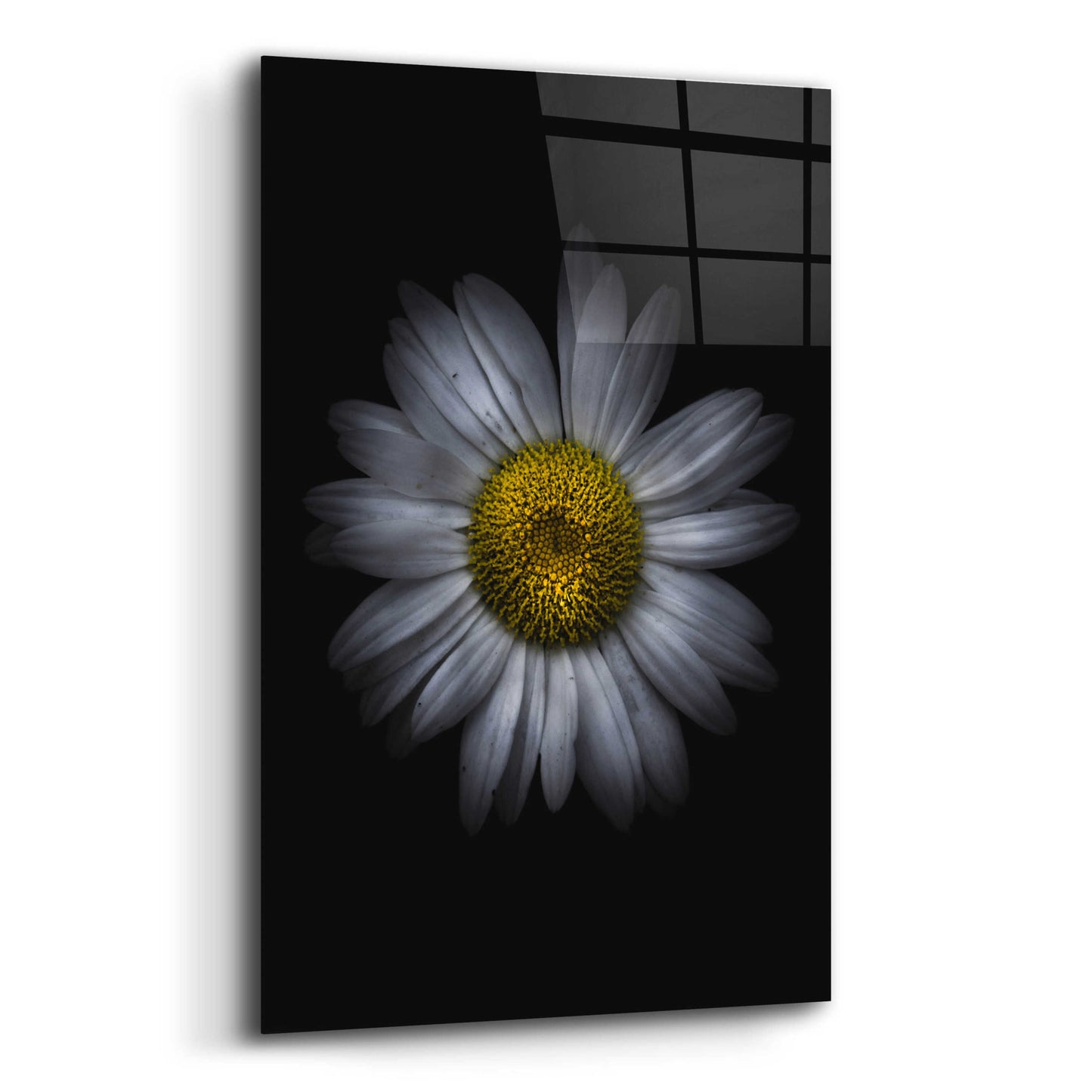 Epic Art 'Backyard Flowers 13 Color Version' by Brian Carson, Acrylic Glass Wall Art,12x16