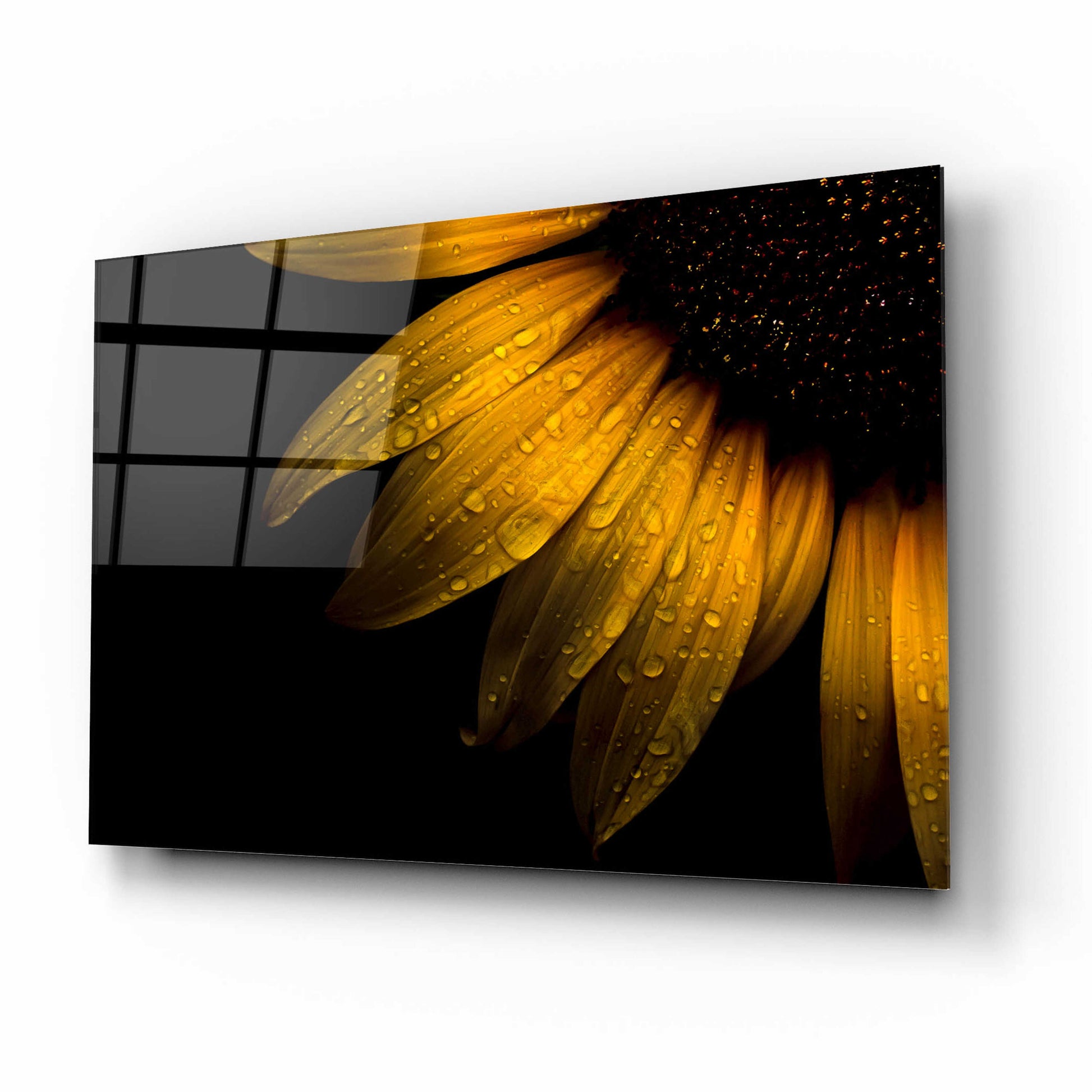 Epic Art 'Backyard Flowers 28 Sunflower' by Brian Carson, Acrylic Glass Wall Art,16x12