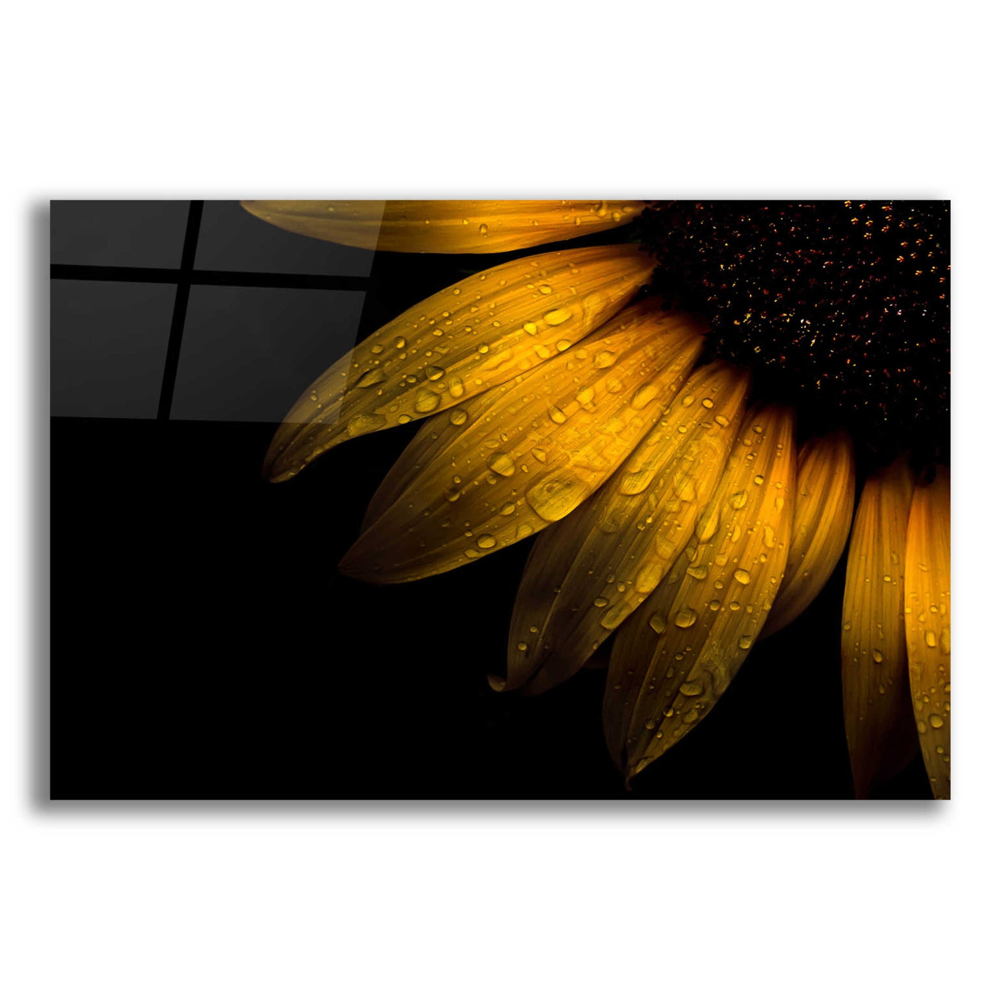 Epic Art 'Backyard Flowers 28 Sunflower' by Brian Carson, Acrylic Glass Wall Art,16x12