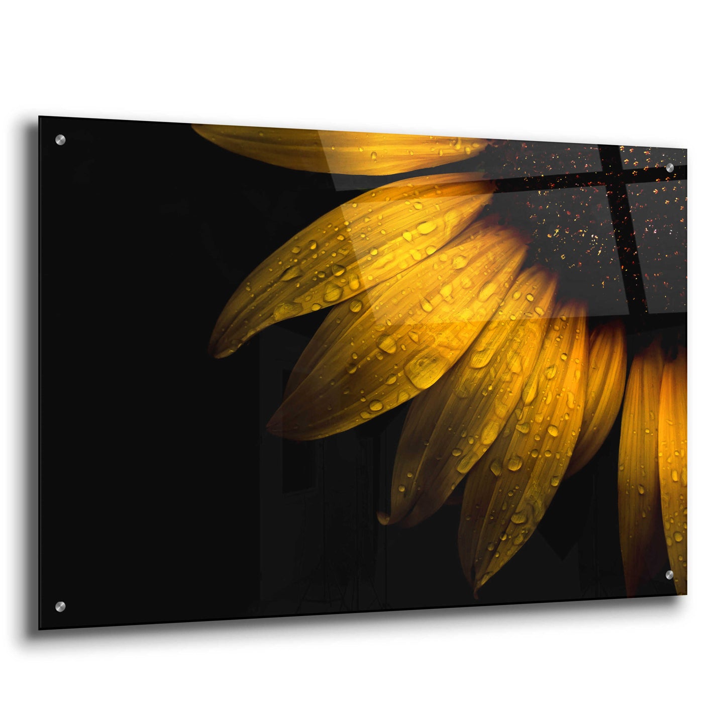 Epic Art 'Backyard Flowers 28 Sunflower' by Brian Carson, Acrylic Glass Wall Art,36x24