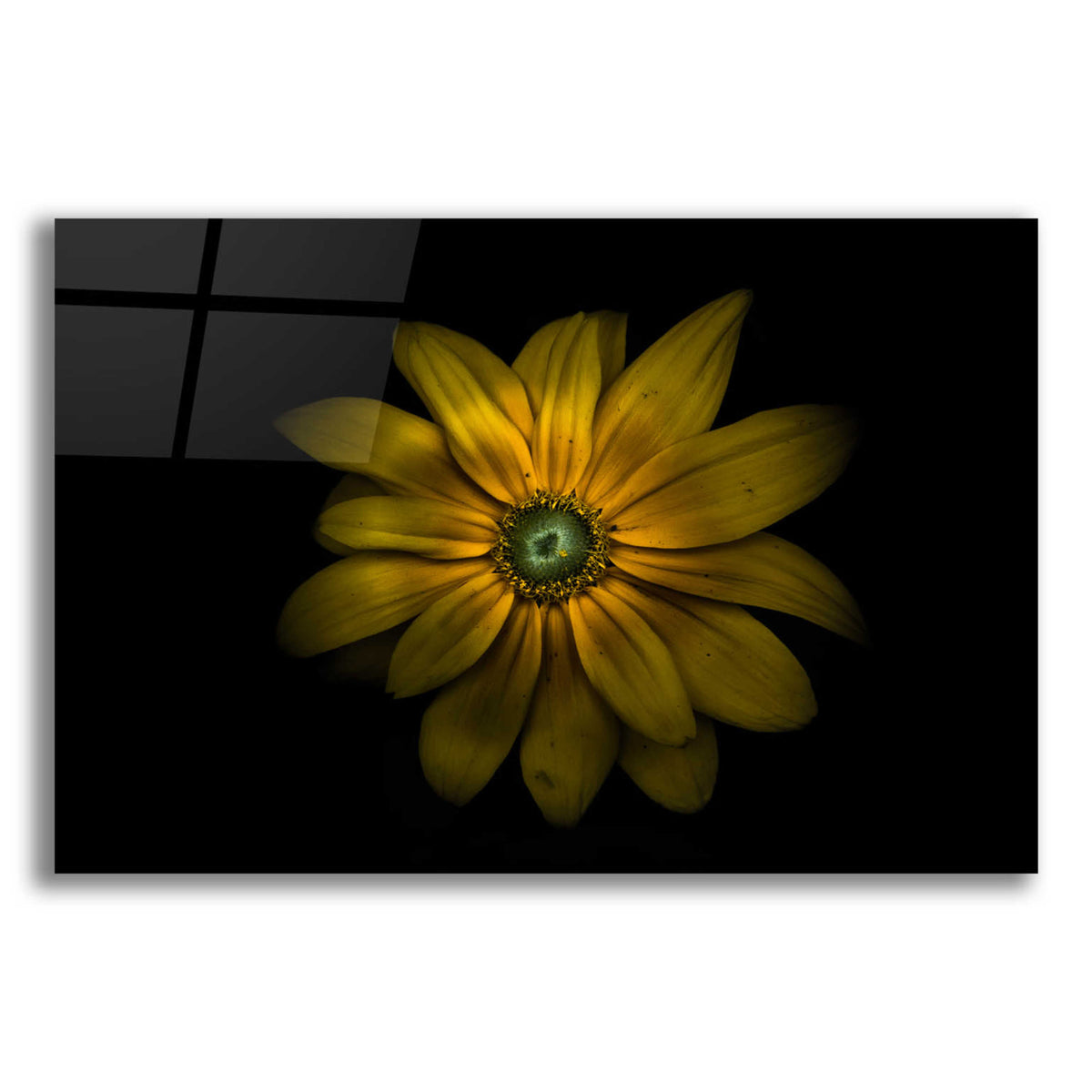 Epic Art 'Backyard Flowers 34 Color Version' by Brian Carson, Acrylic Glass Wall Art