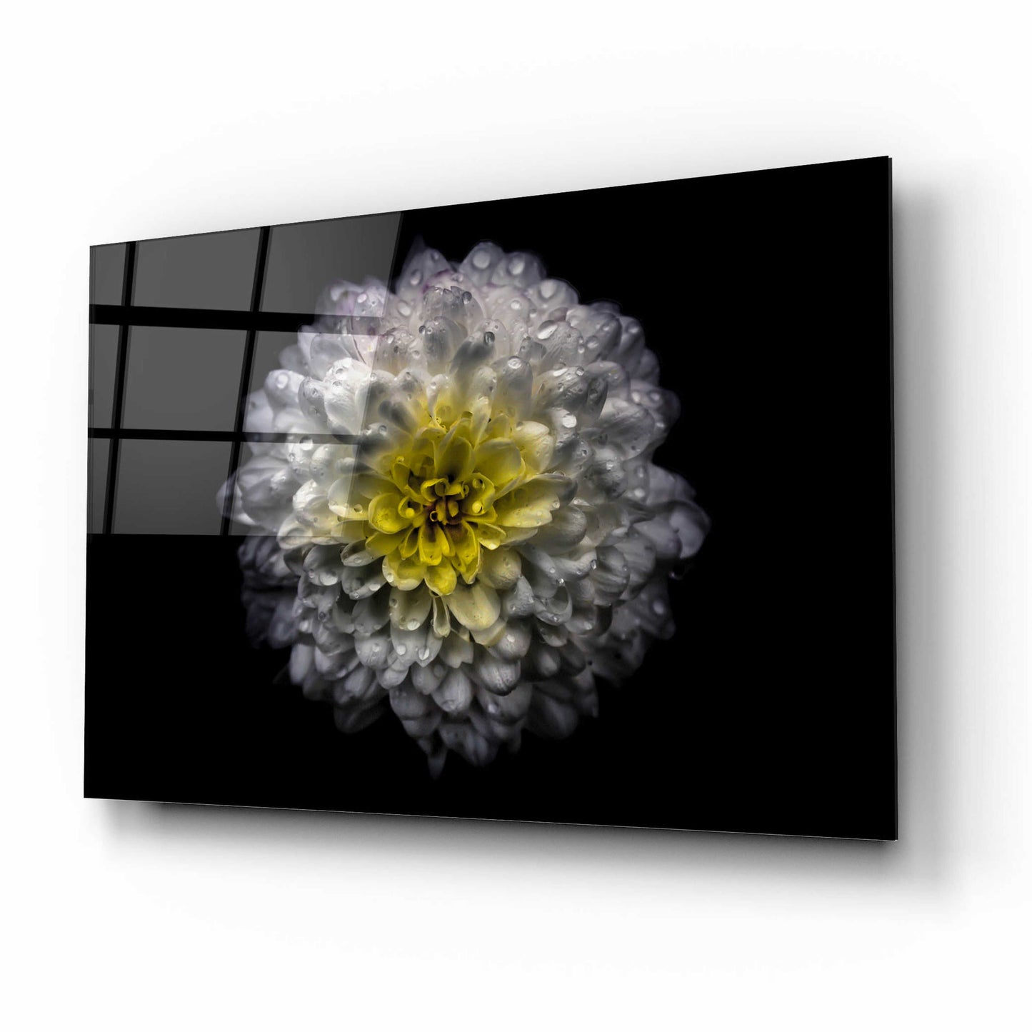 Epic Art 'Backyard Flowers 46 Color Version' by Brian Carson, Acrylic Glass Wall Art,16x12